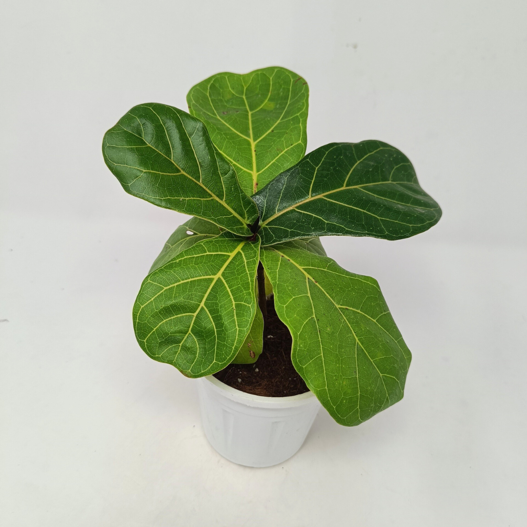 Ficus Larata Plant