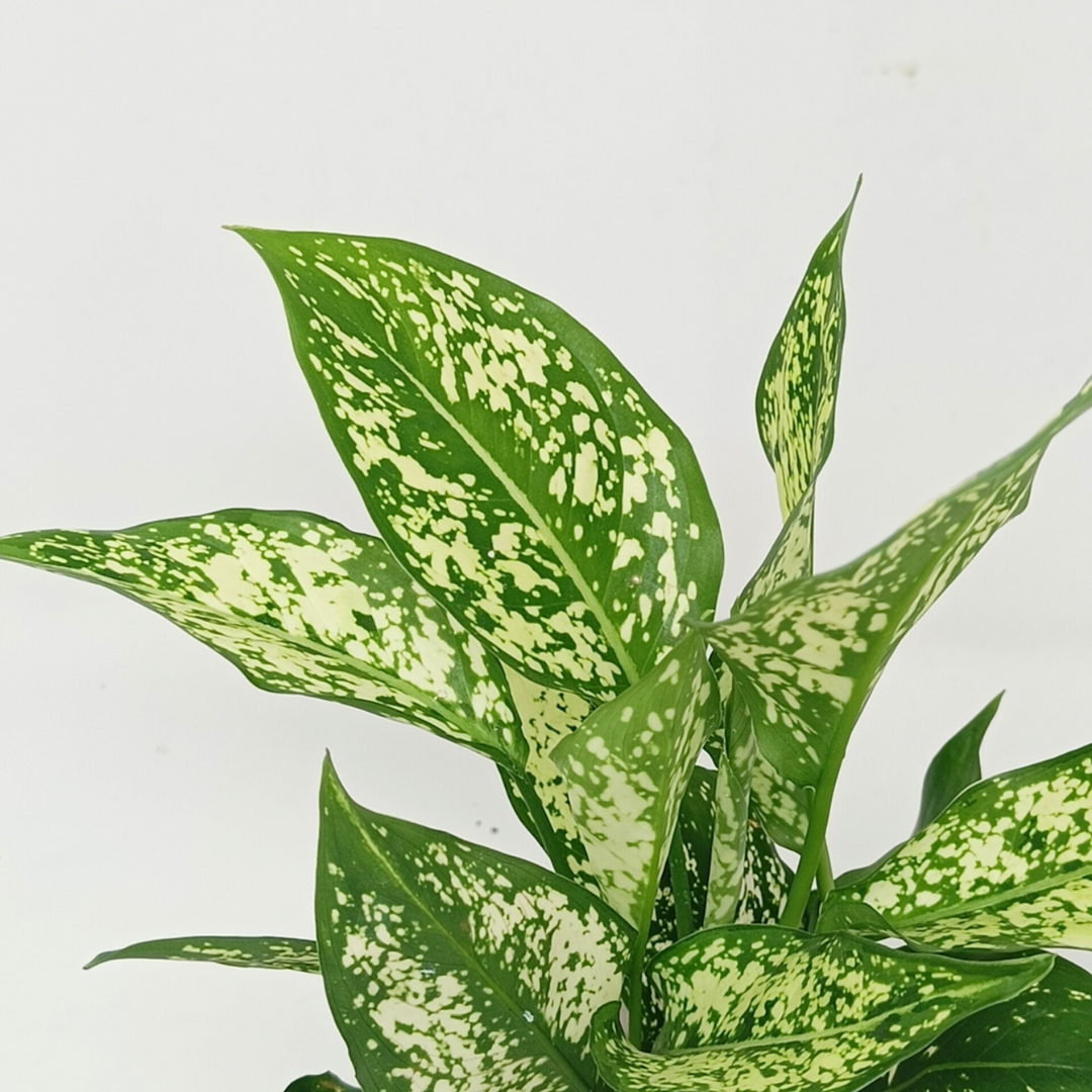 Aglaonema Snow White