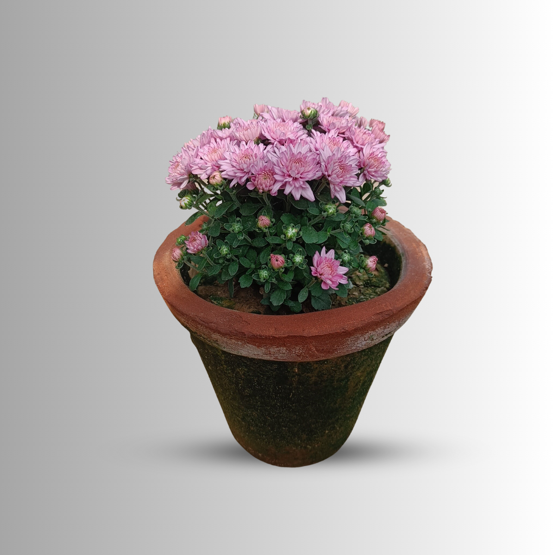 Guldawari in 6' clay pot