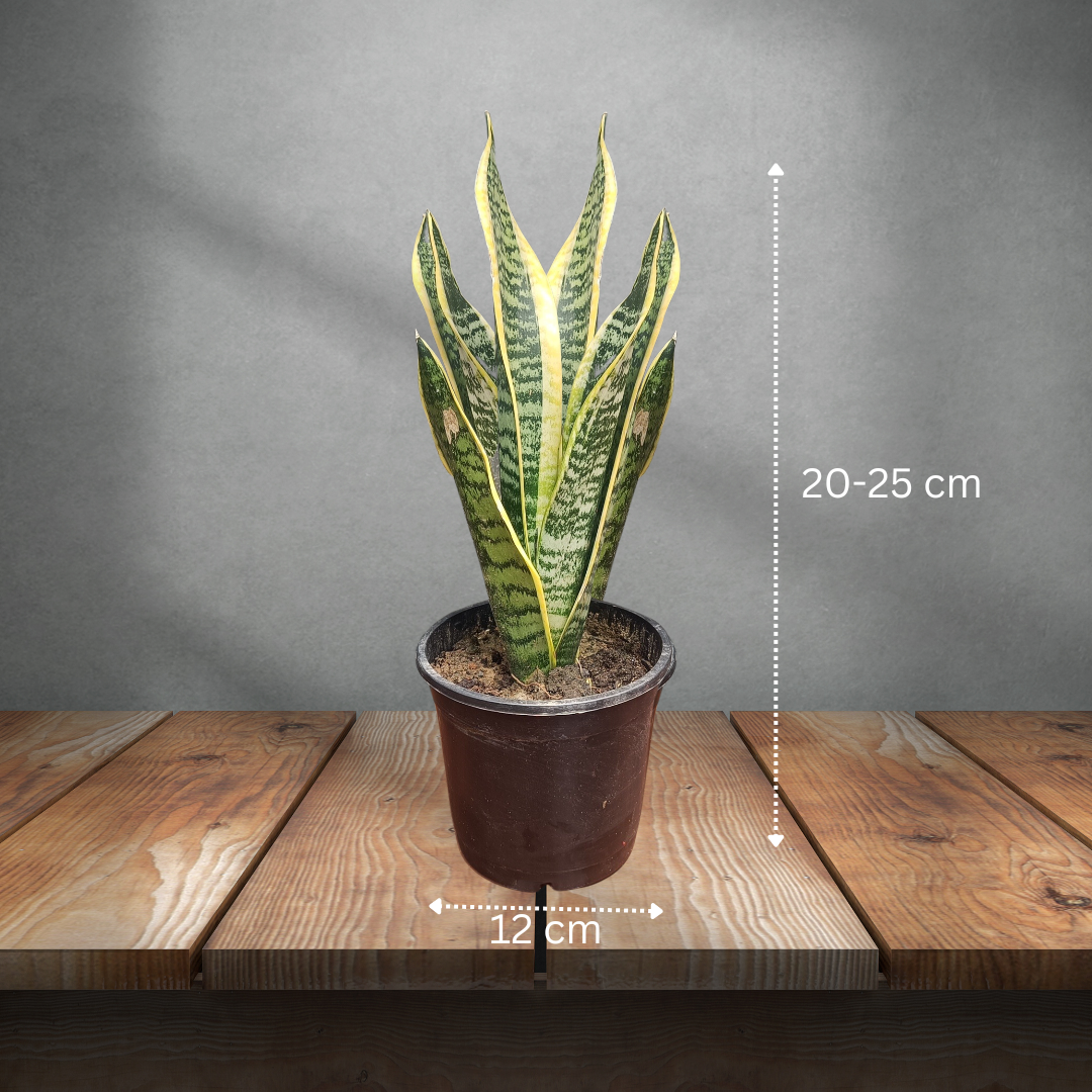 Dracaena trifasciata