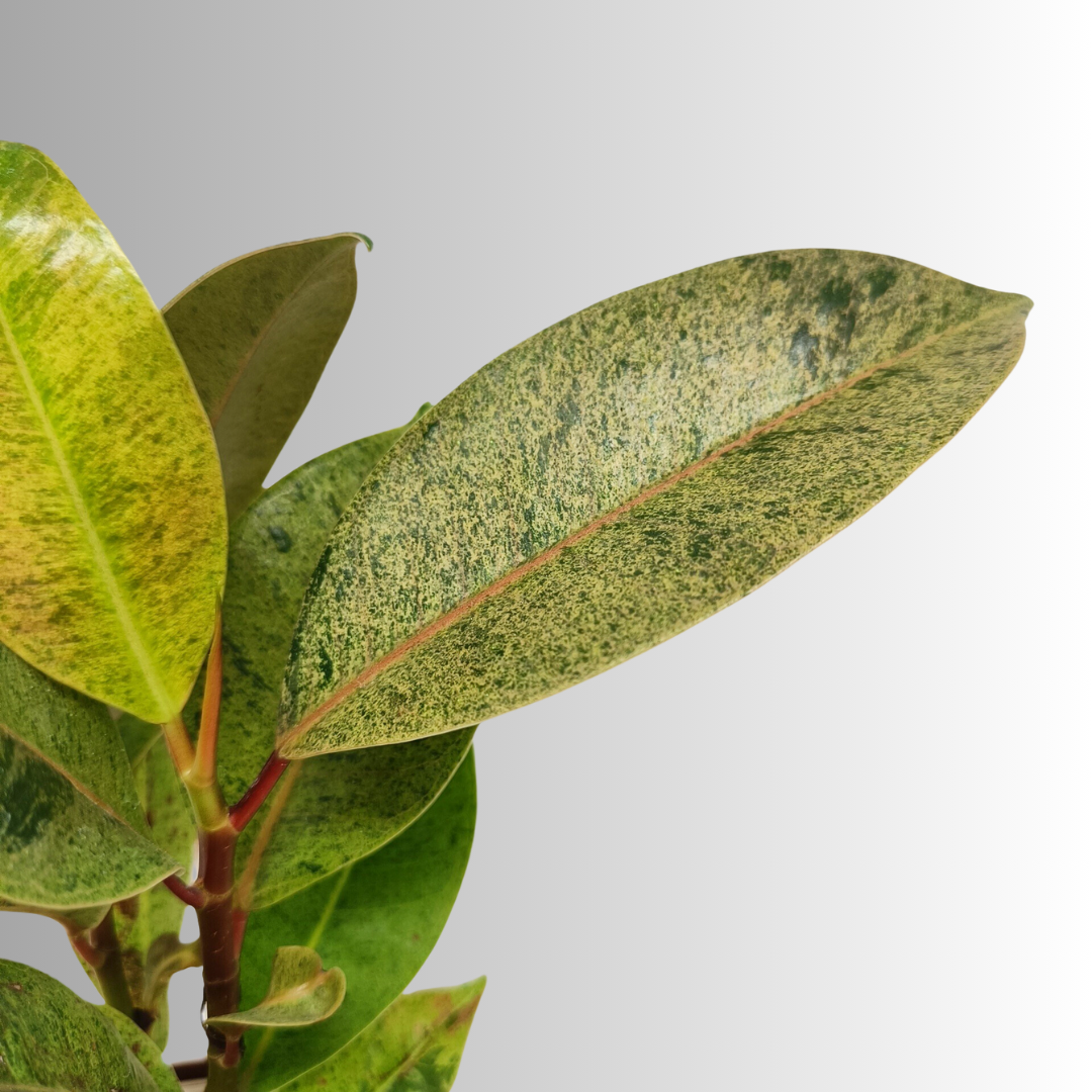 रबर मिक्स नींबू का पौधा