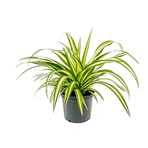 Chlorophytum