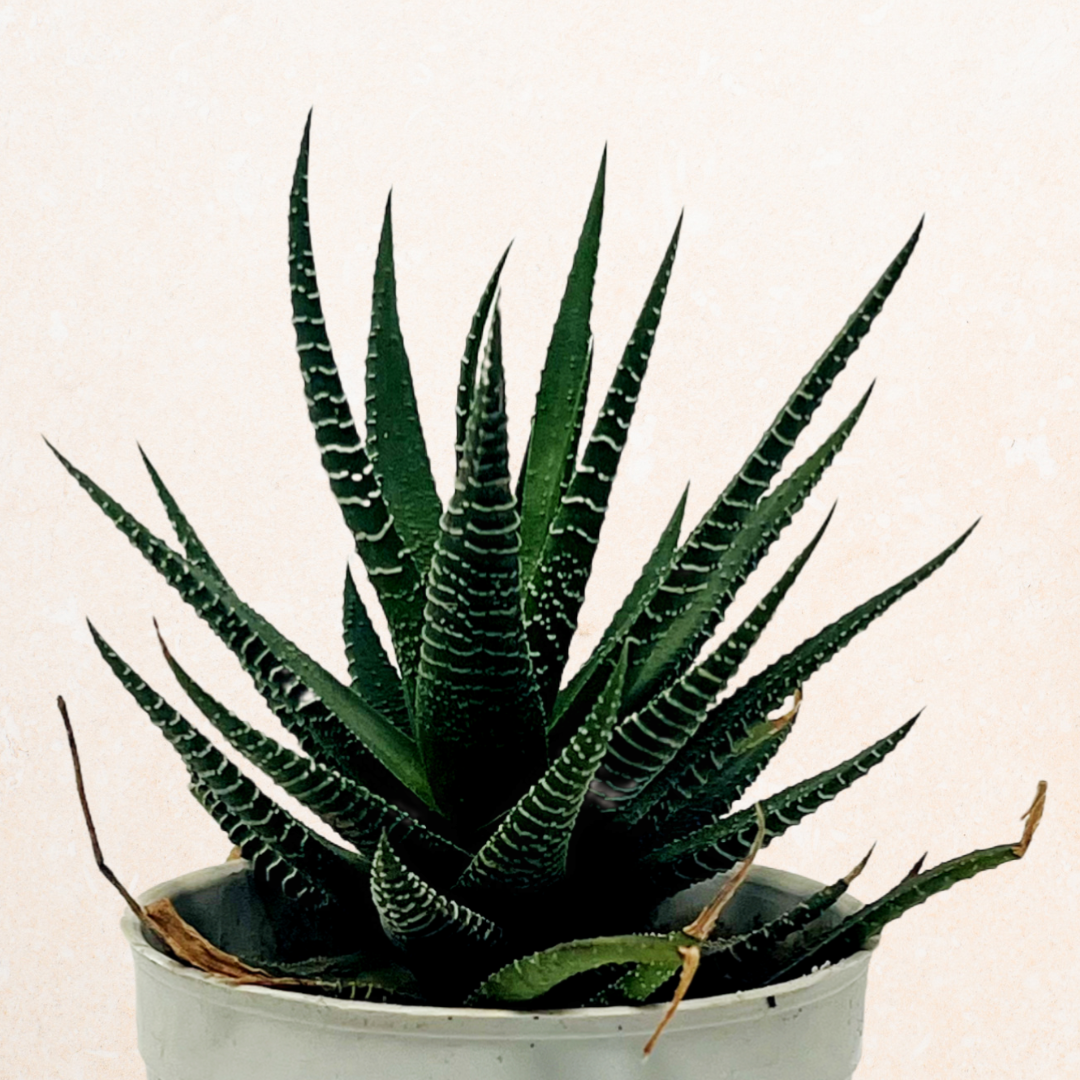 Haworthia fasciata