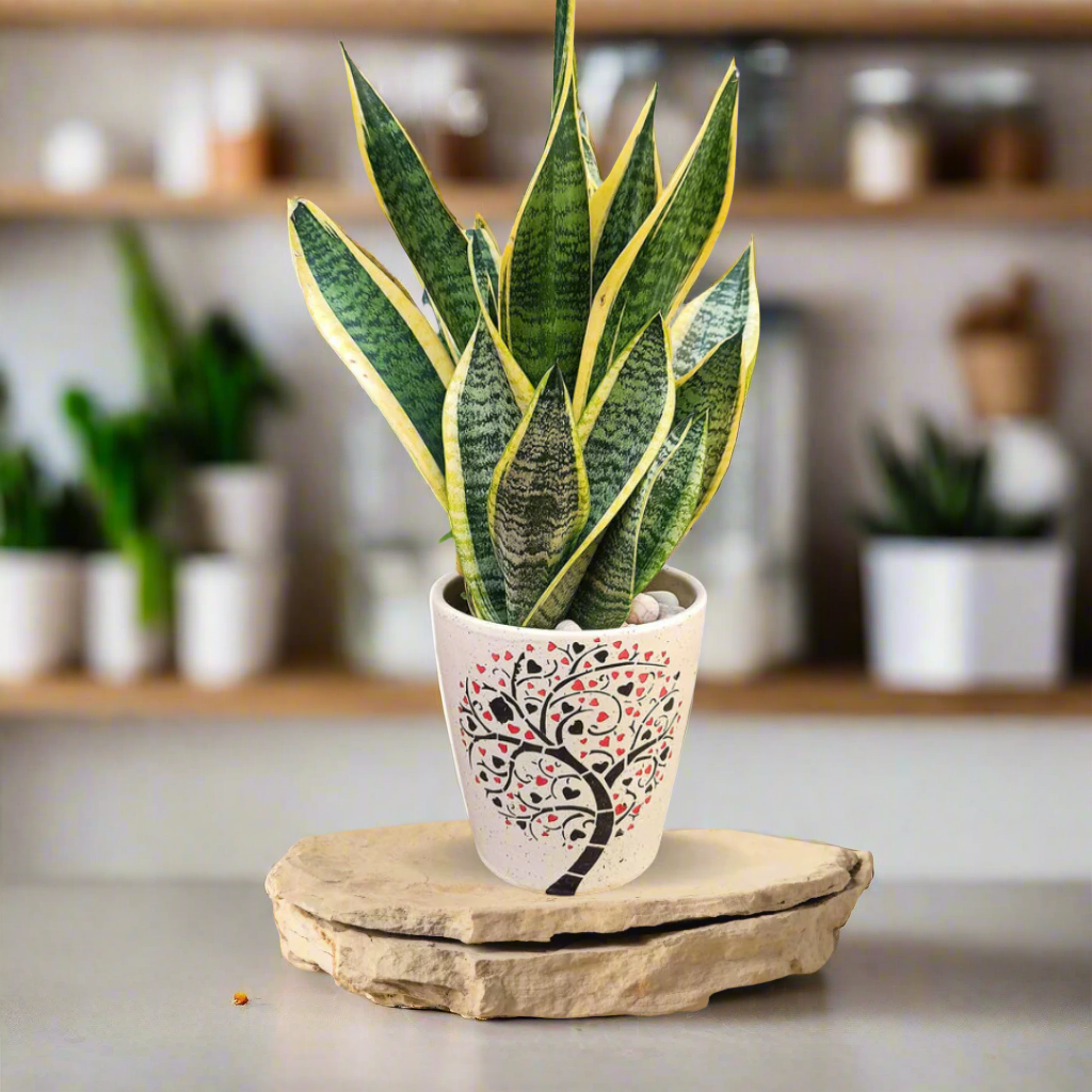 Snake Plant: HYBRID