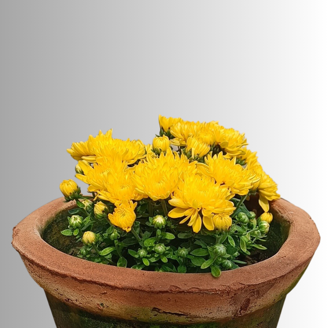 Guldawari in 6' clay pot