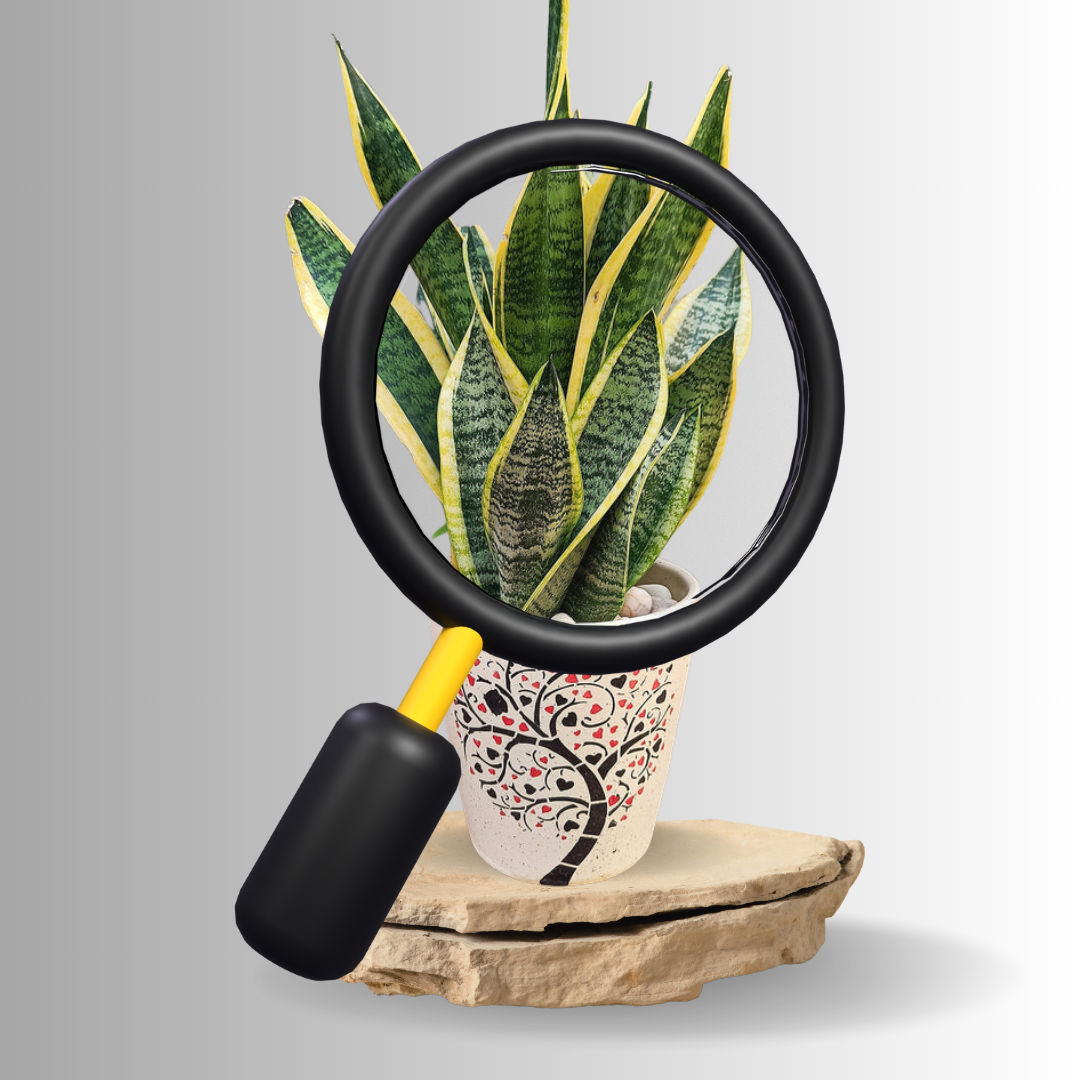Snake Plant: HYBRID