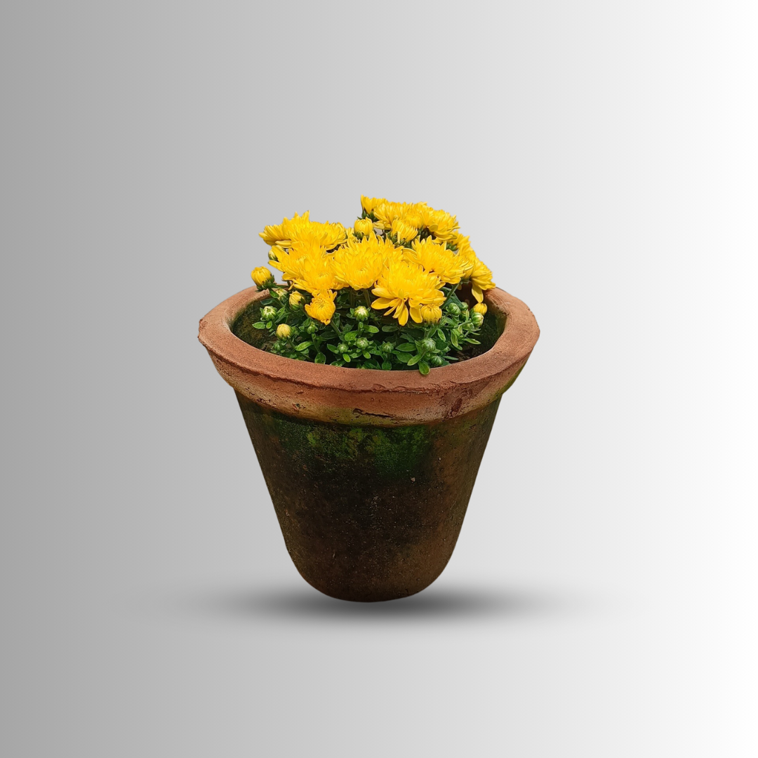 Guldawari in 6' clay pot