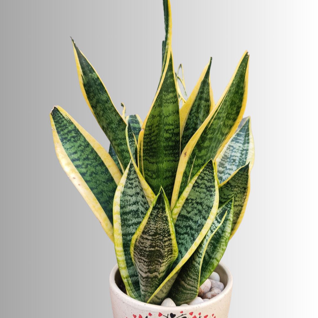 स्नेक प्लांट: हाइब्रिड