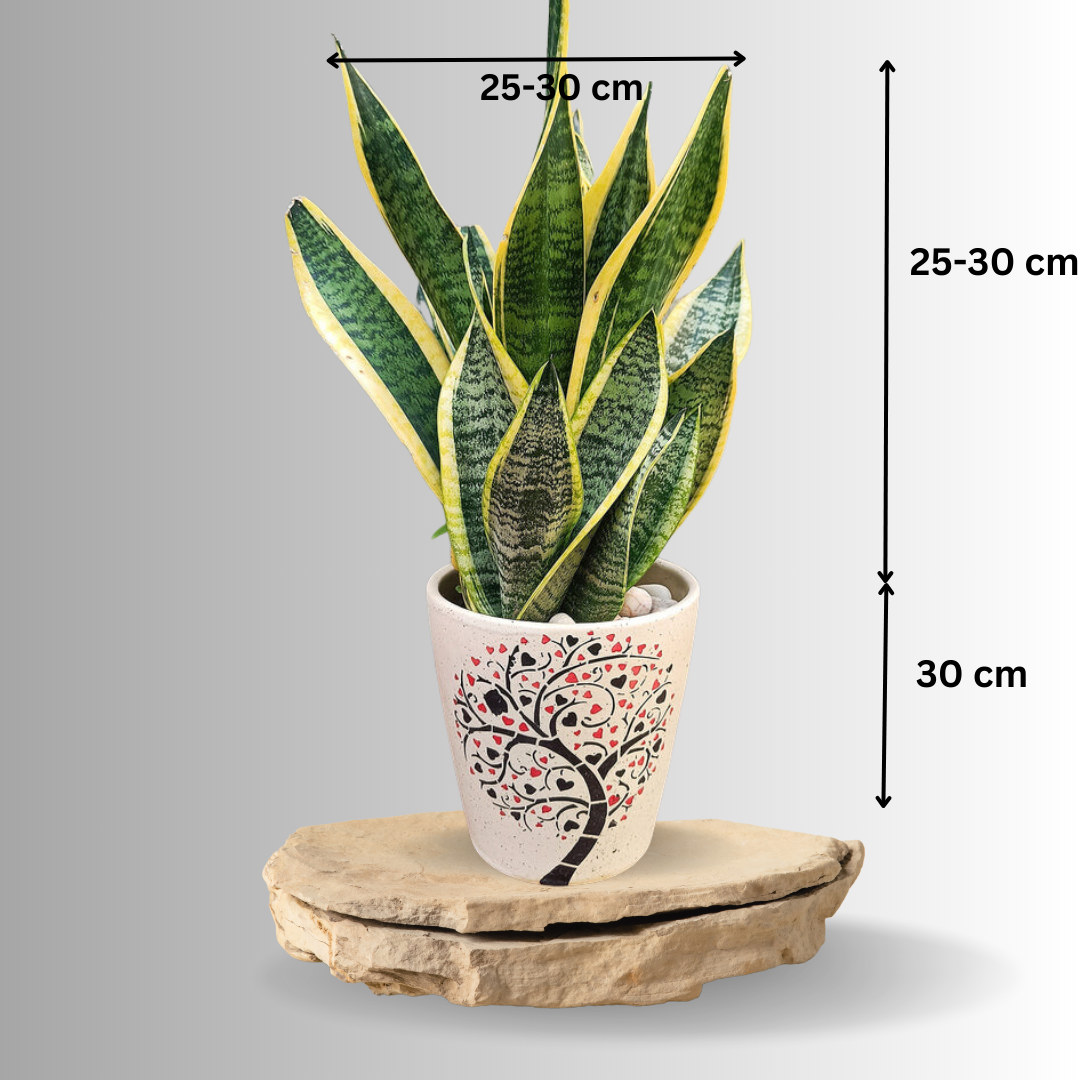 Snake Plant: HYBRID