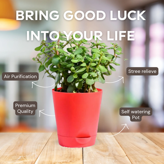 Lucky Jade Plant with self watering pot