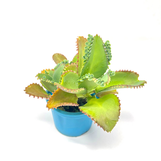 कलान्चो हज़ारों की माँ