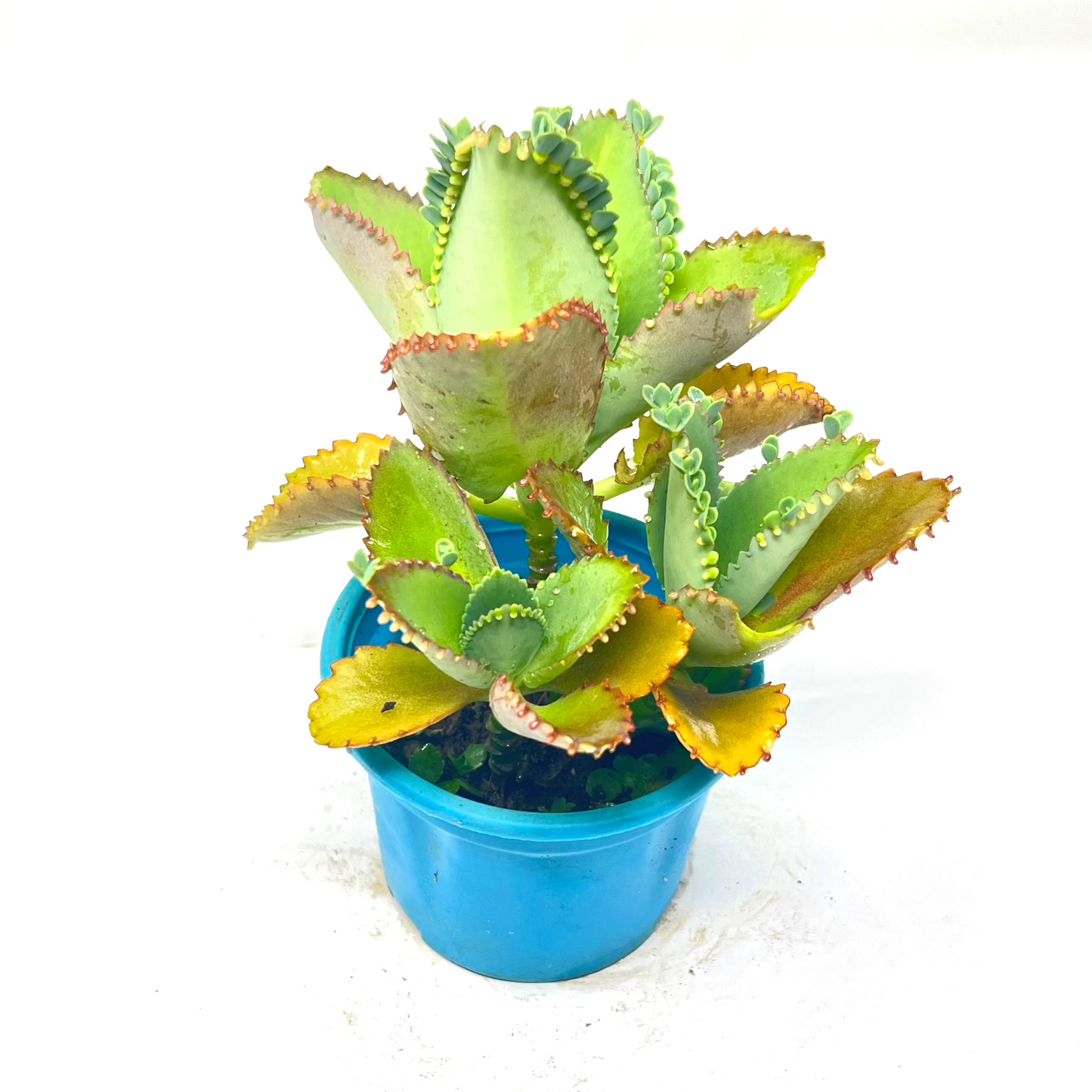 कलान्चो हज़ारों की माँ