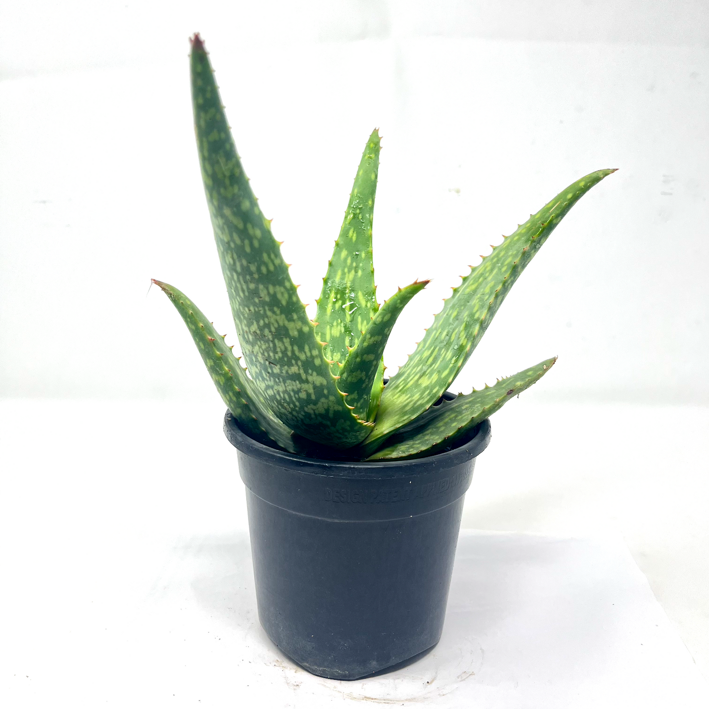 Aloevera sweet
