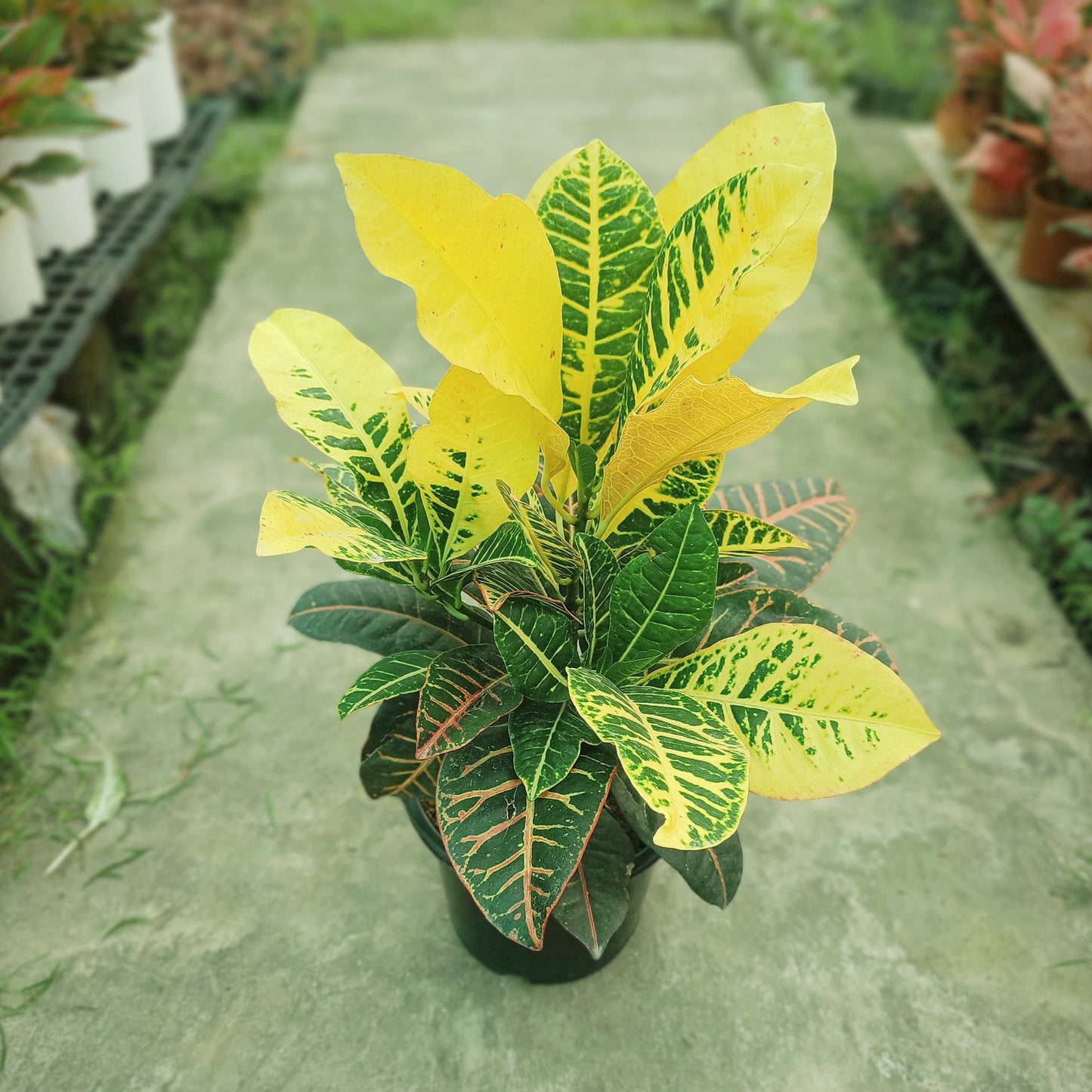 Croton Petra