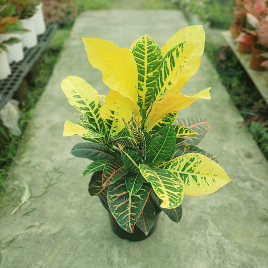 Croton Petra