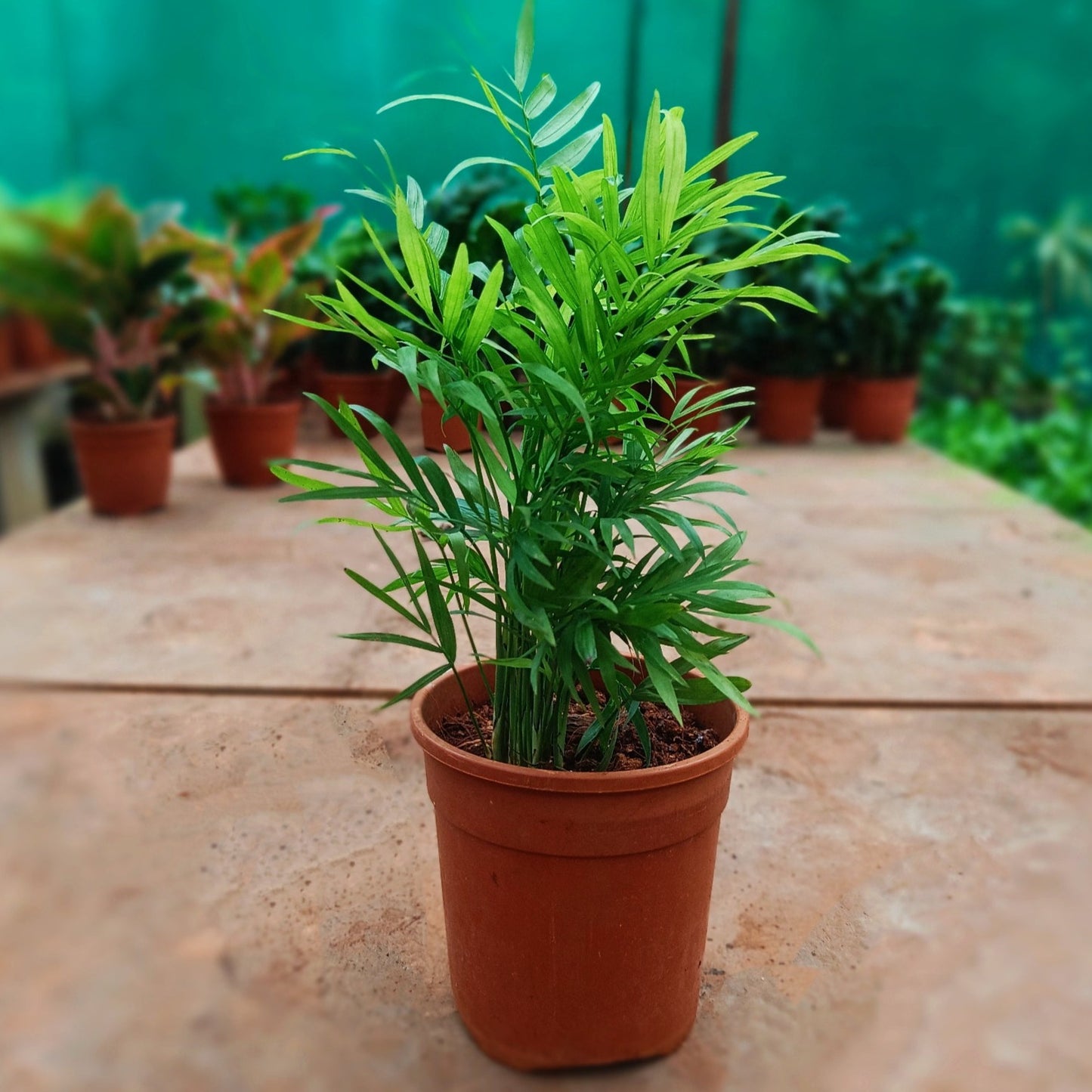Chomendera Palm