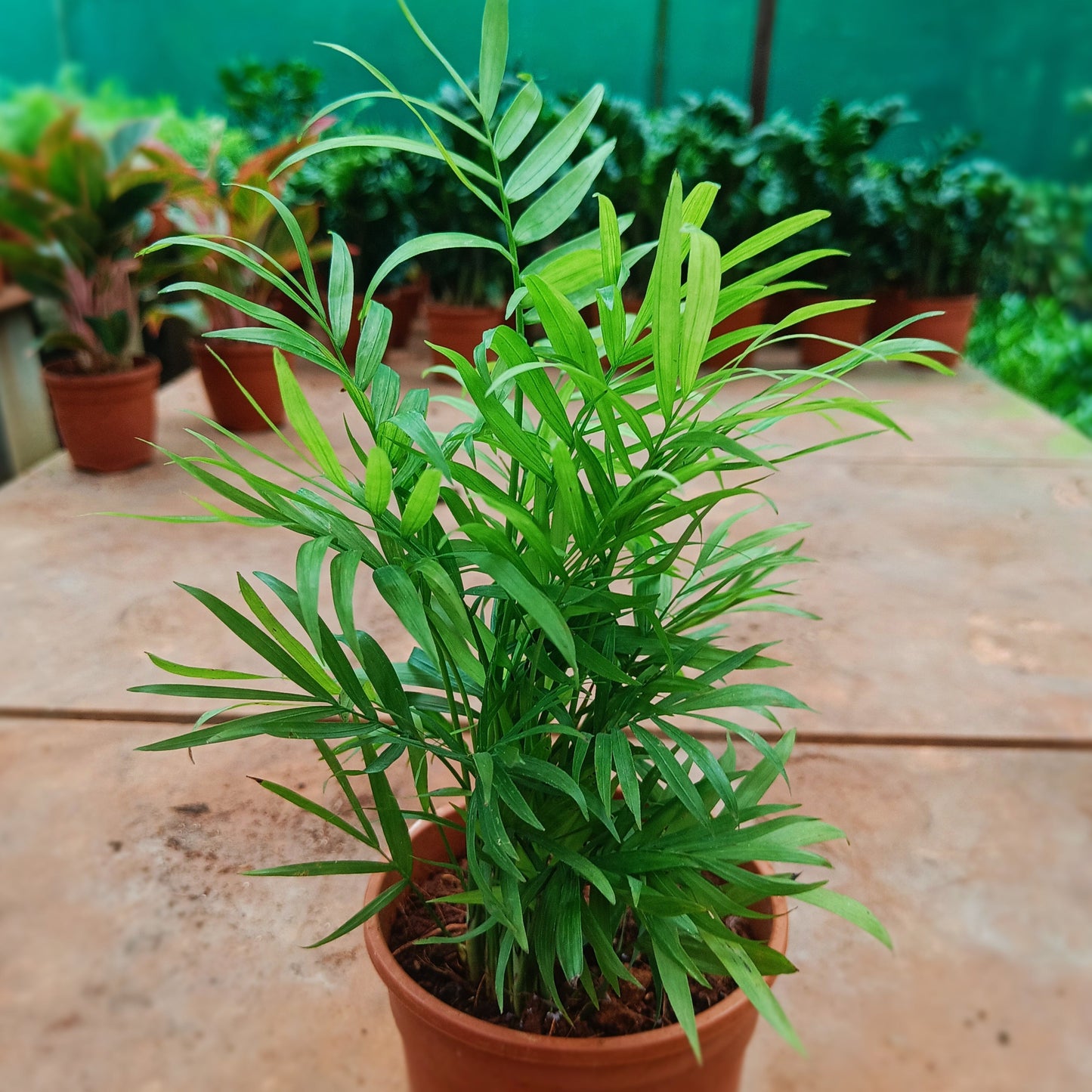 Chomendera Palm