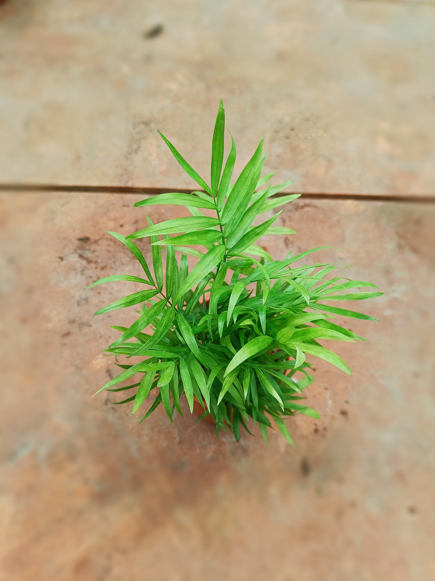 Chomendera Palm