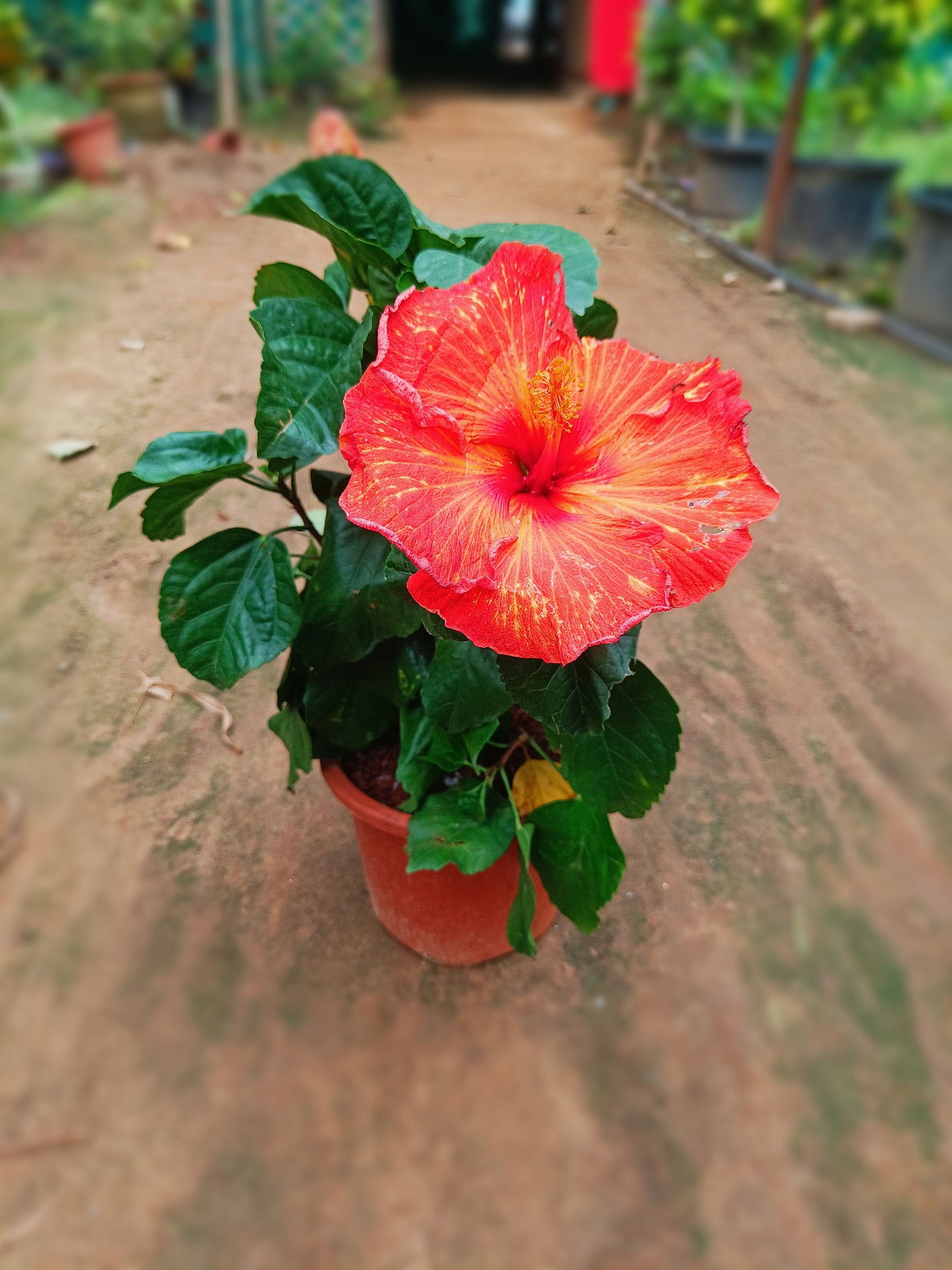Hibiscus hybrid