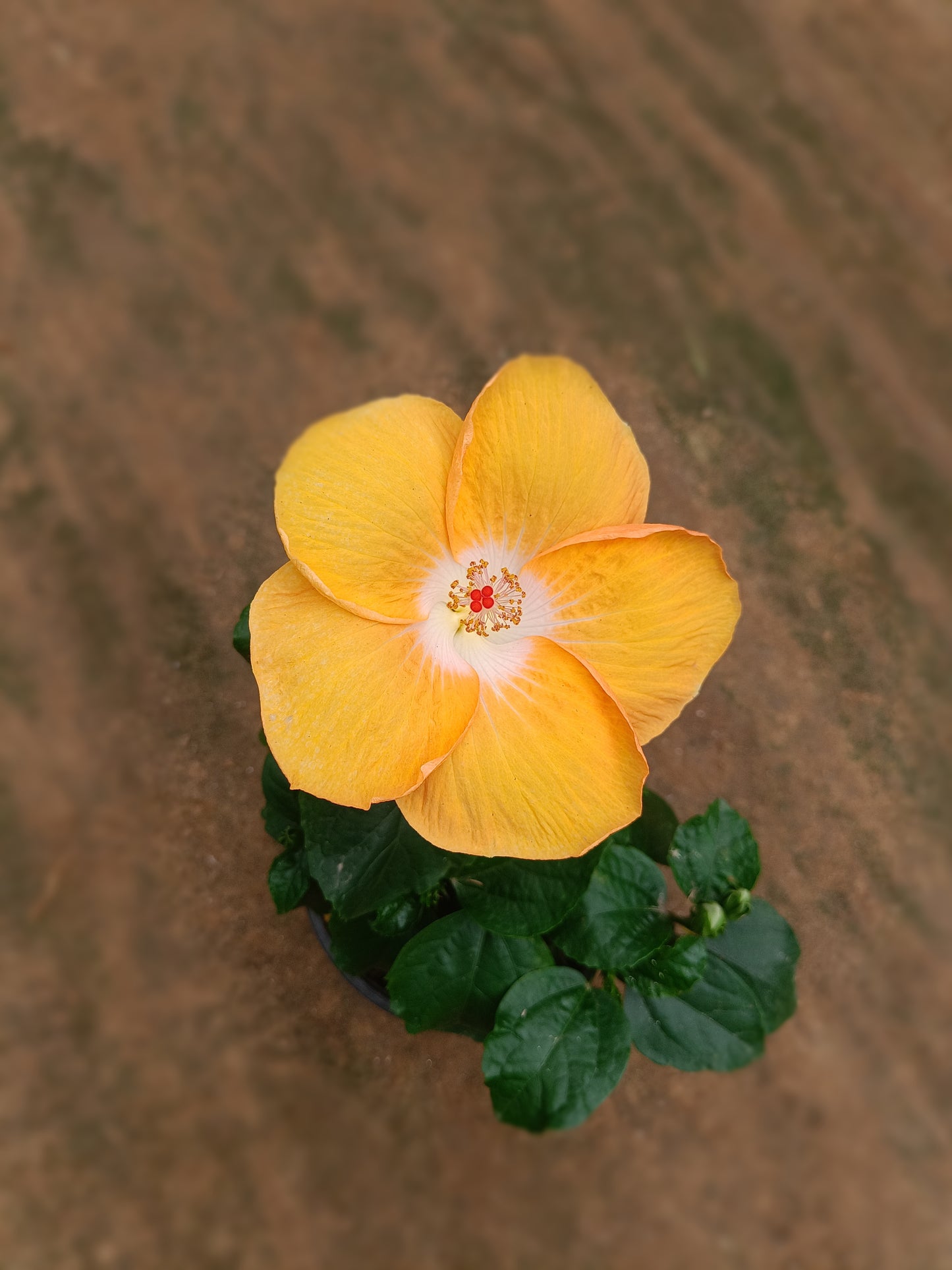 Hibiscus hybrid
