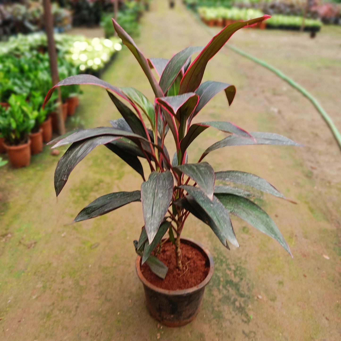 Dracena Mahatma