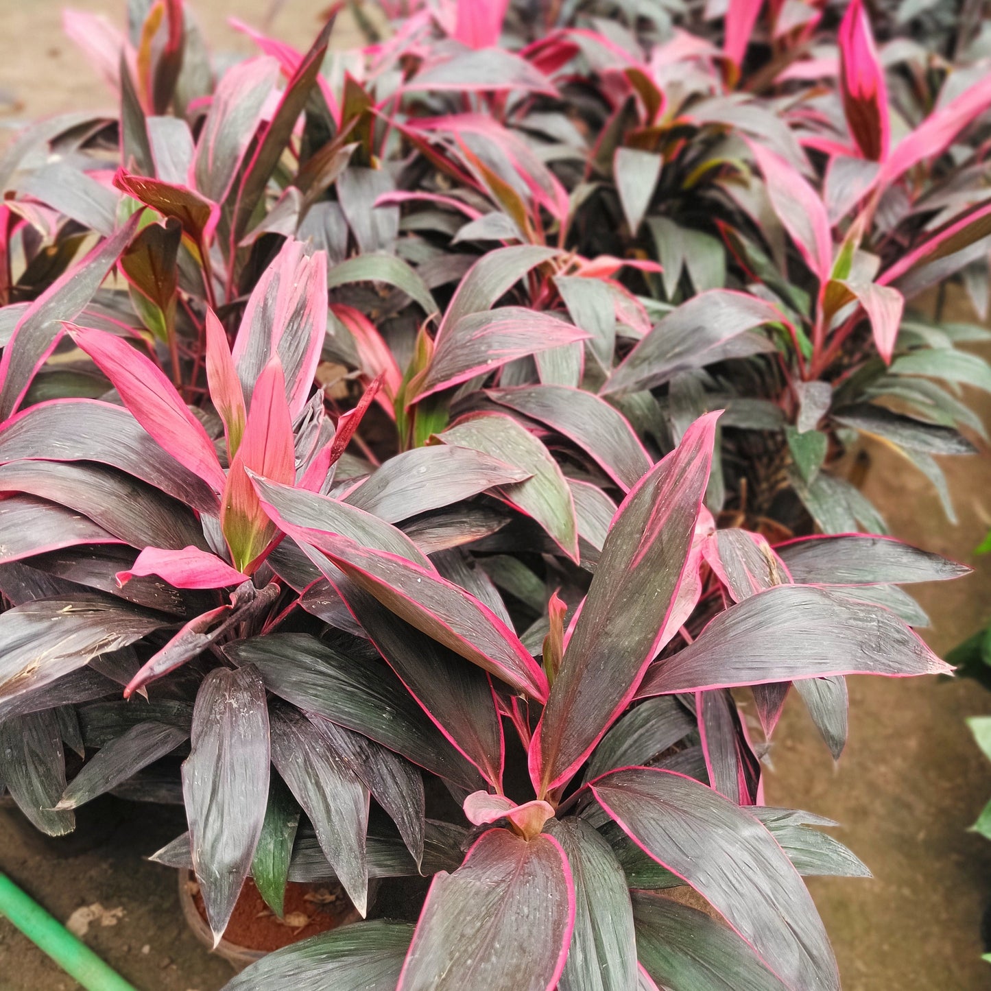 Dracena Mahatma