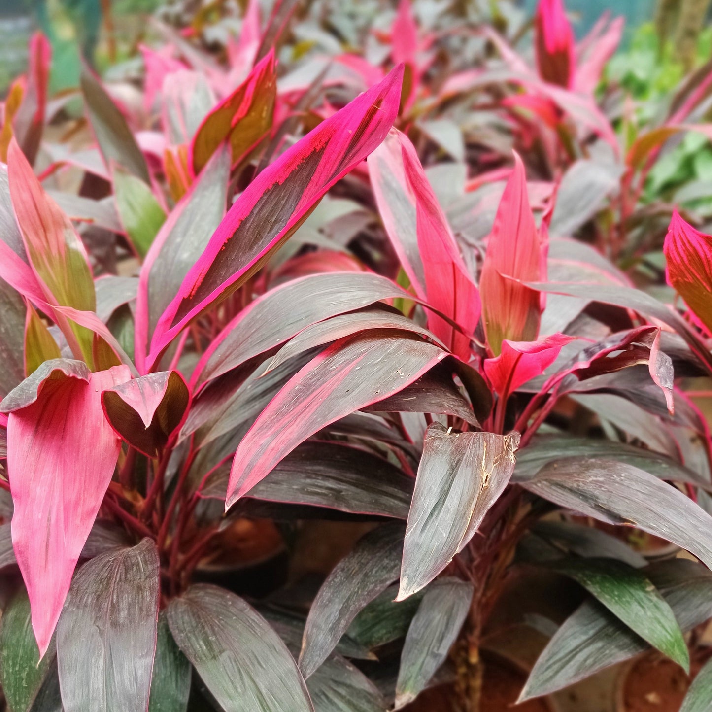 Dracena Mahatma