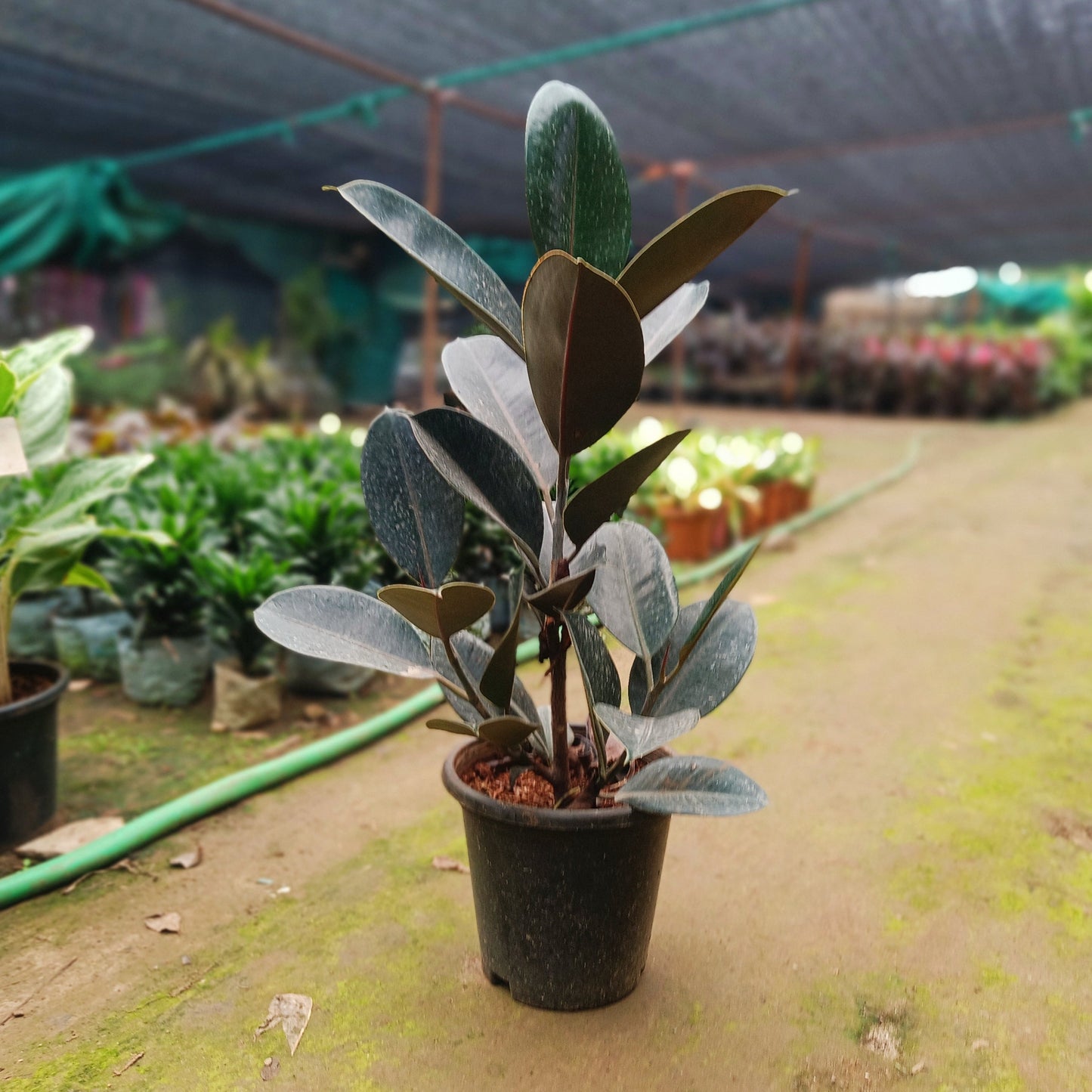 Rubber Plant
