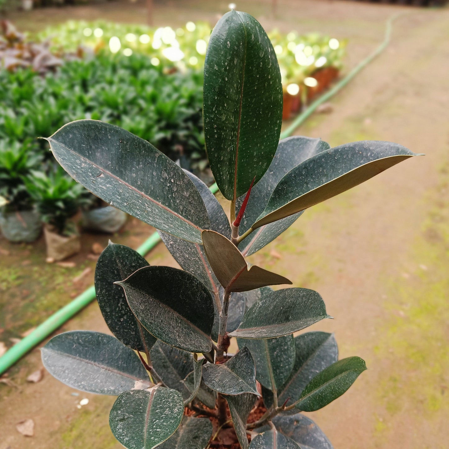 Rubber Plant