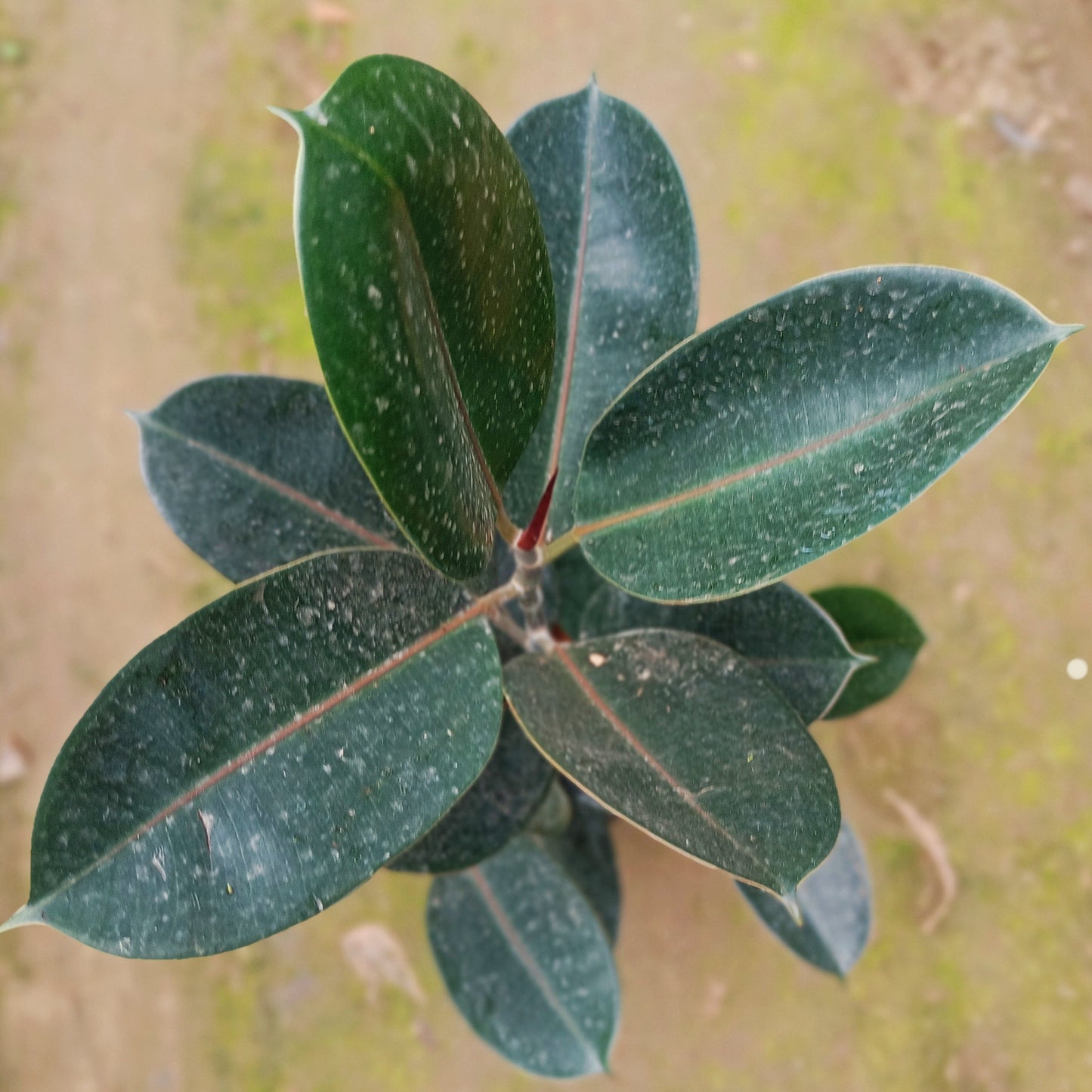 Rubber Plant