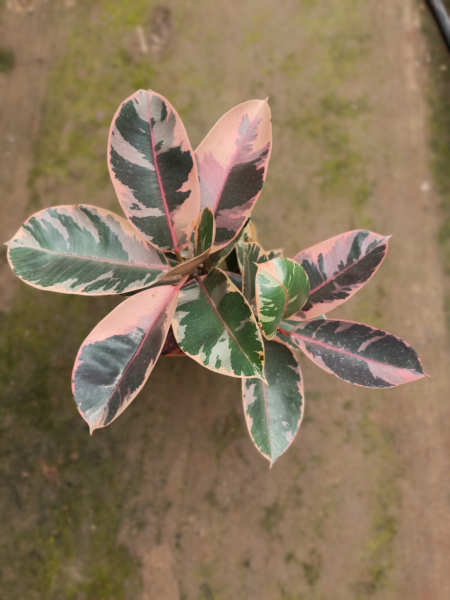 Rubber Plant Variegated