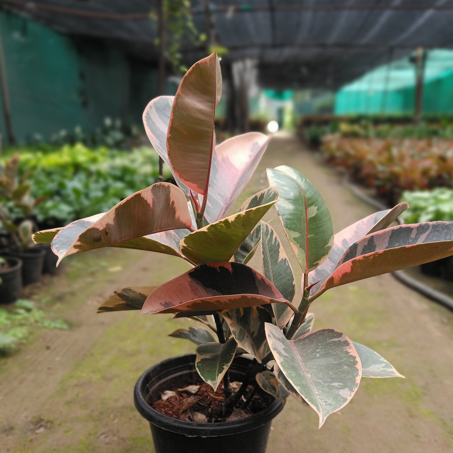 Rubber Plant Variegated