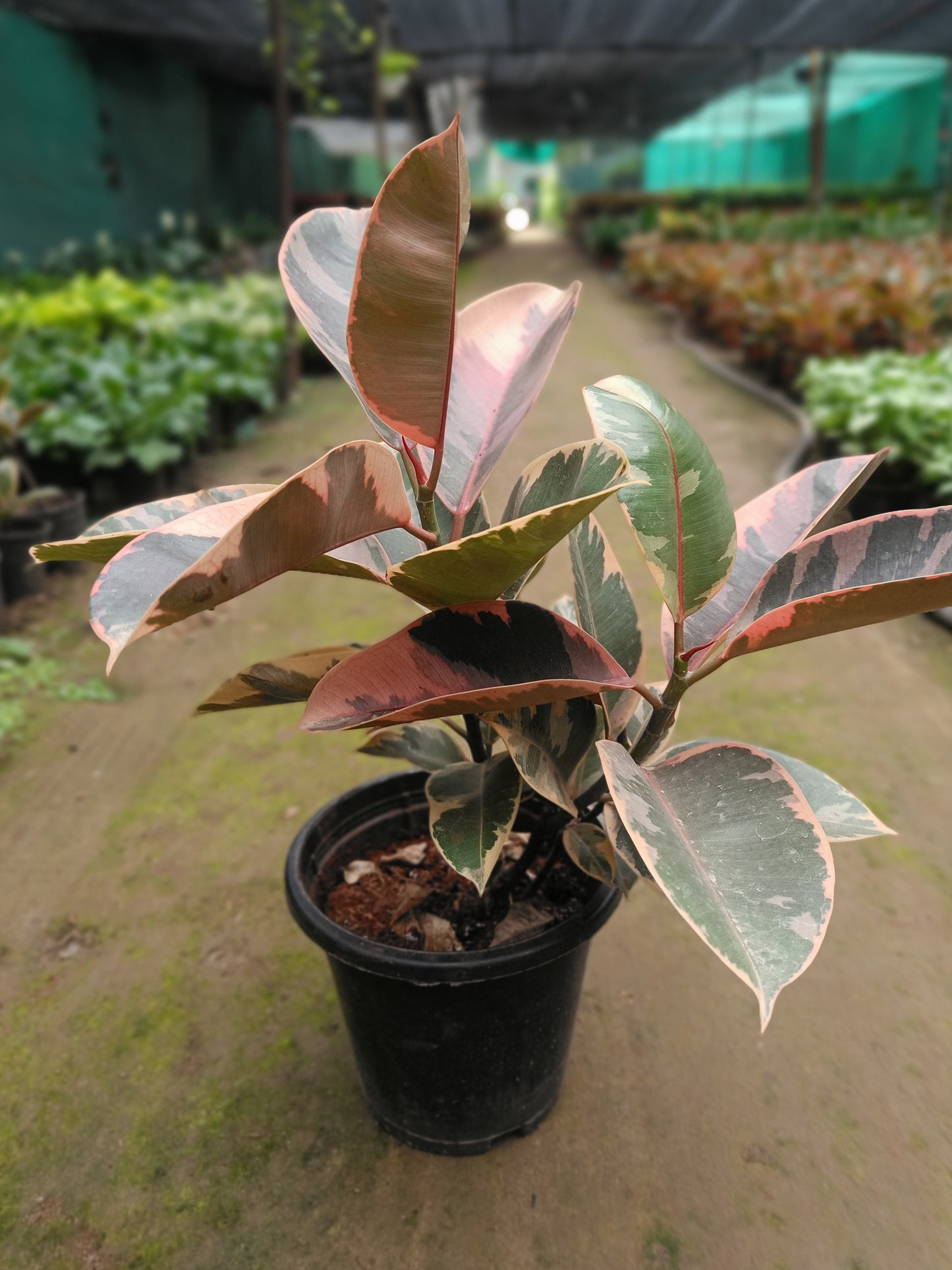 Rubber Plant Variegated