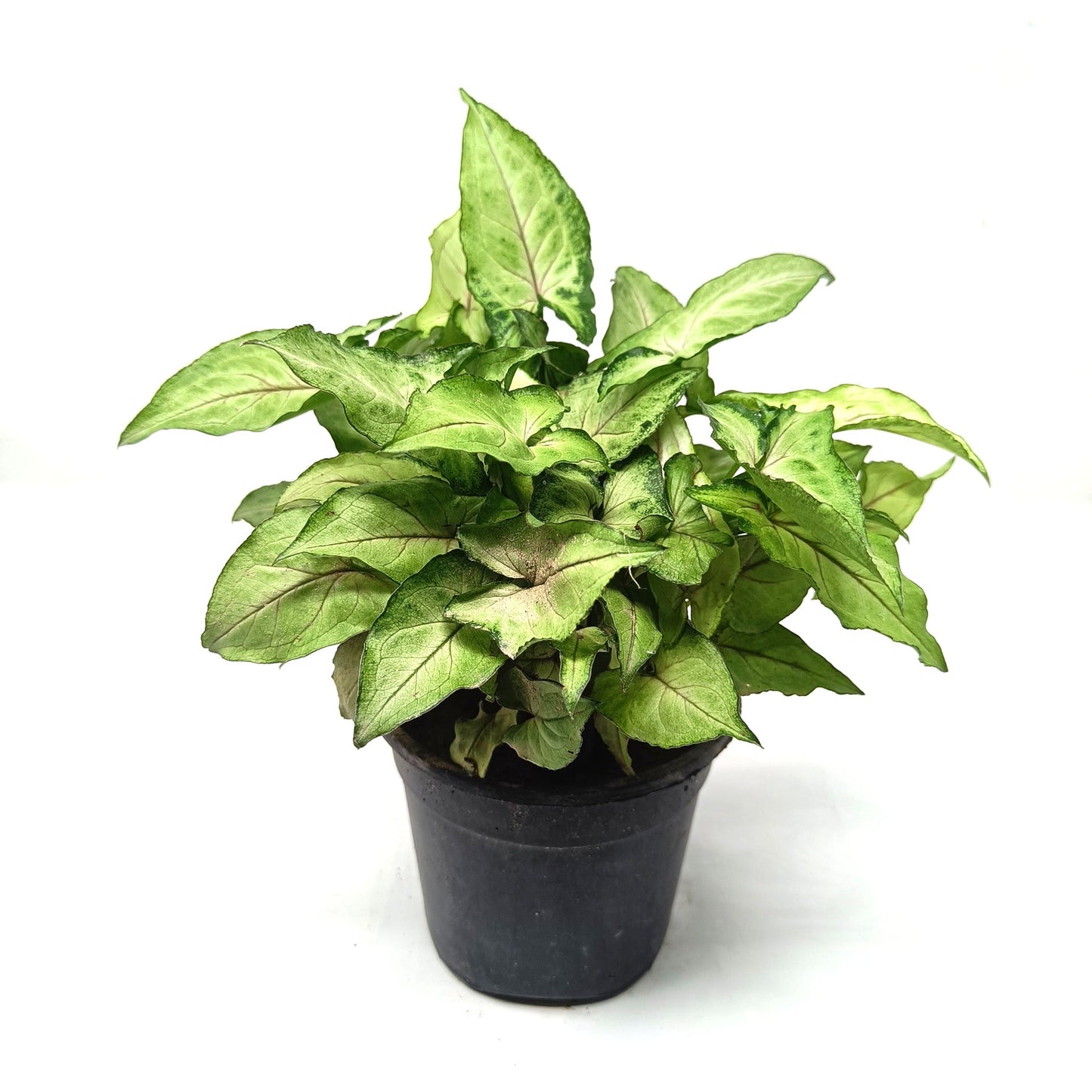 Syngonium yami