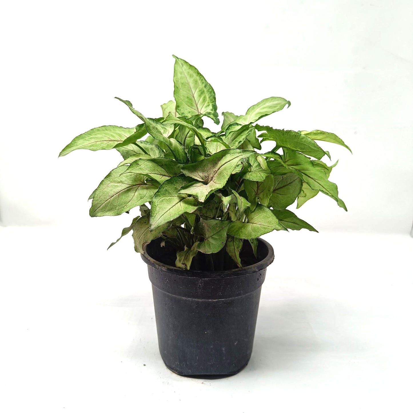 Syngonium yami