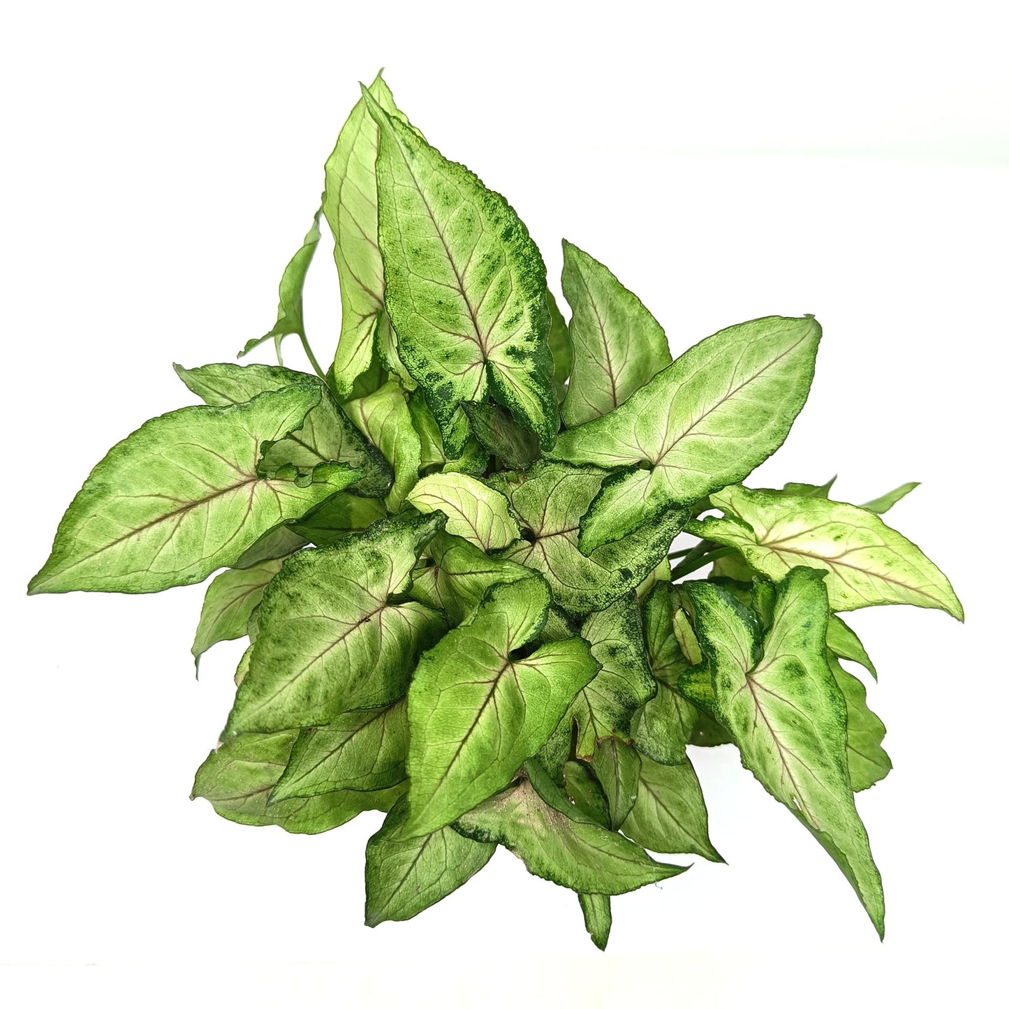Syngonium yami