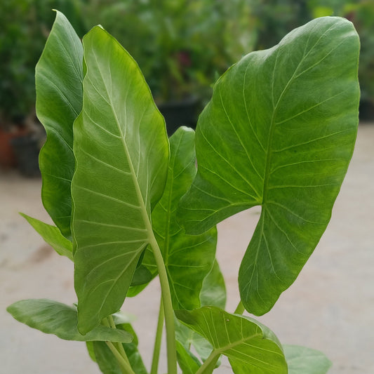 Elephant Ear
