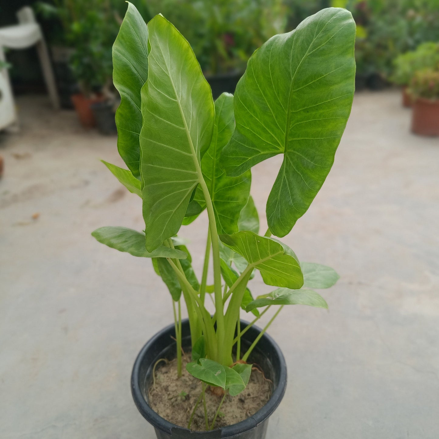 Elephant Ear