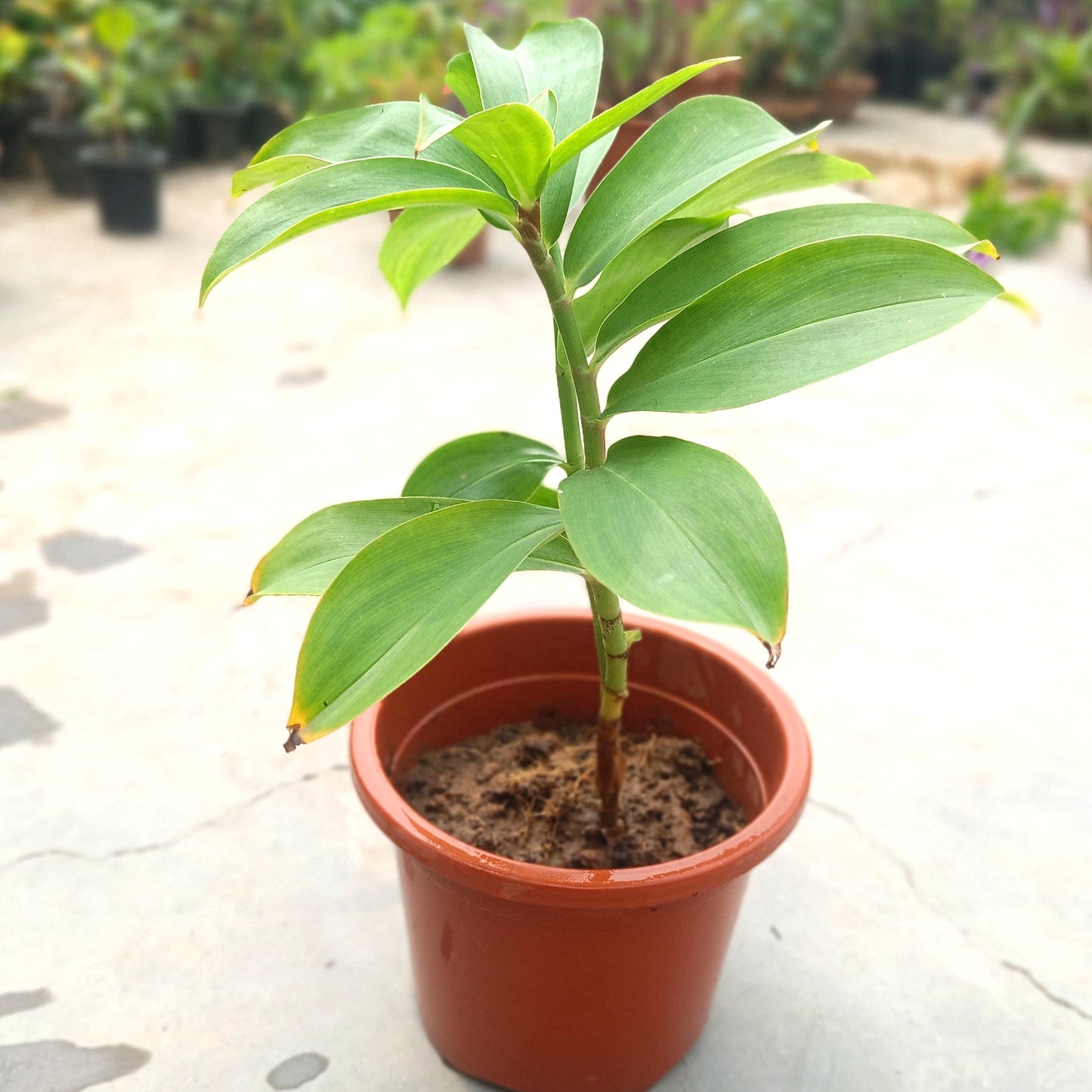 Insulin Plant