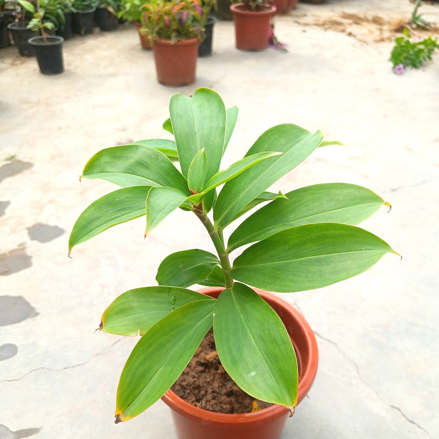 Insulin Plant