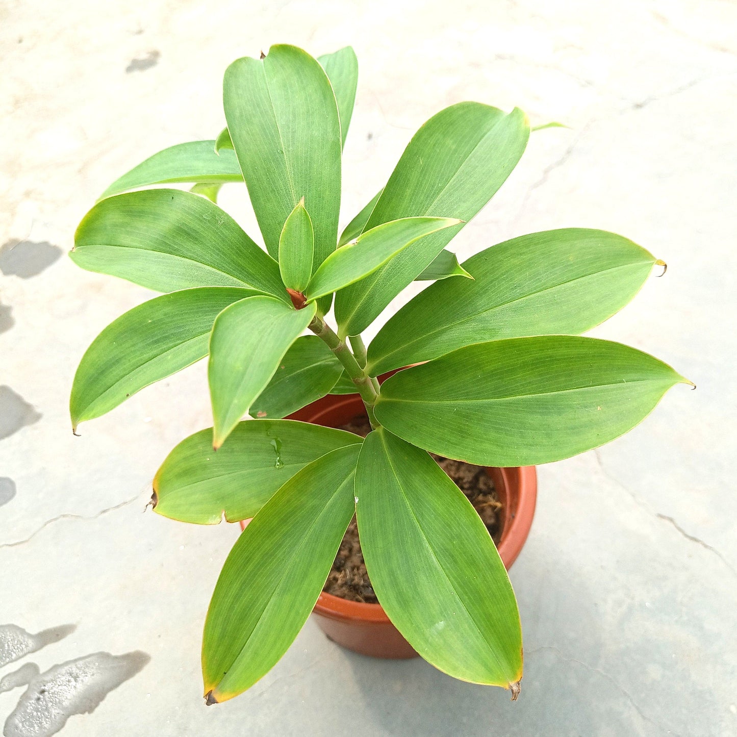 Insulin Plant