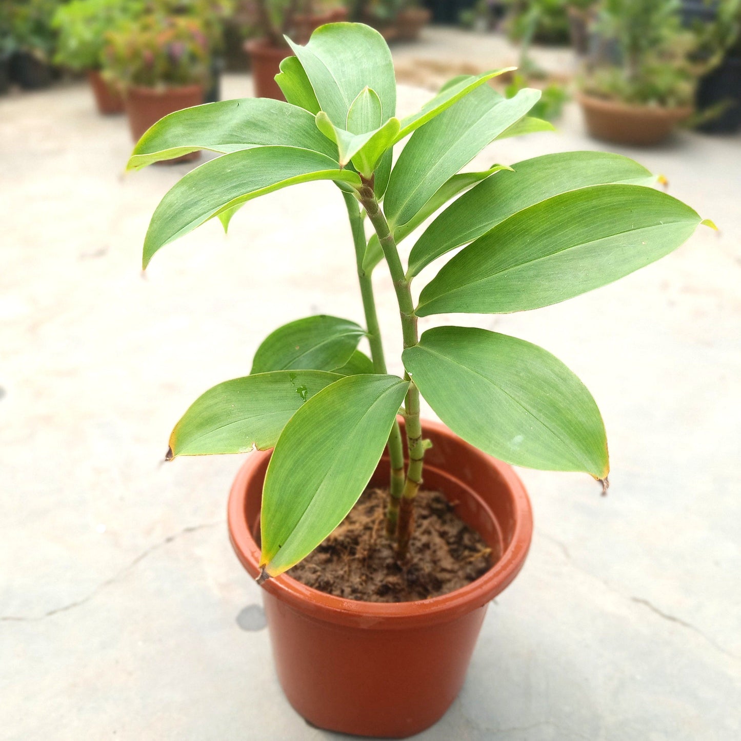 इंसुलिन संयंत्र