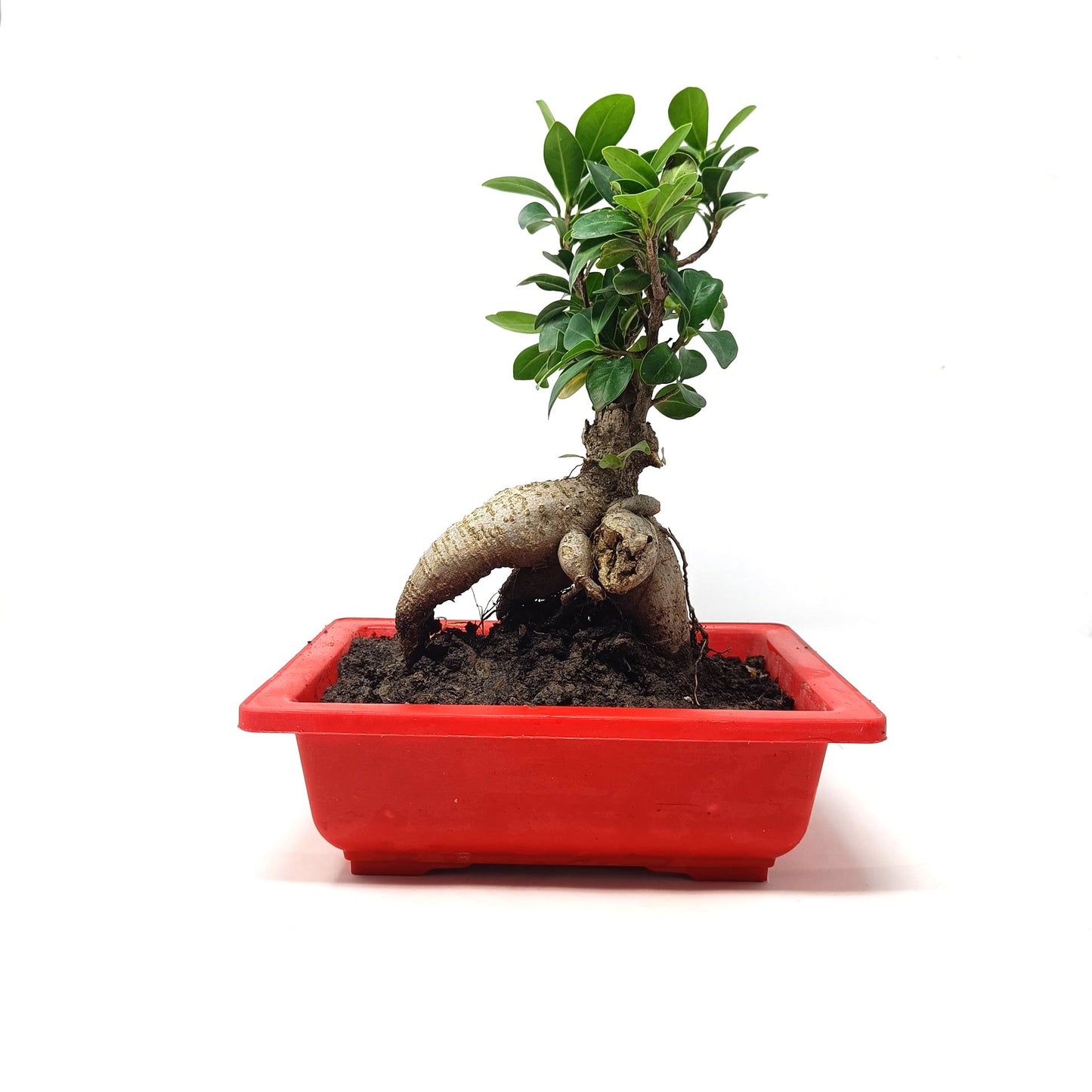 Bonsai- ficus microcarpa