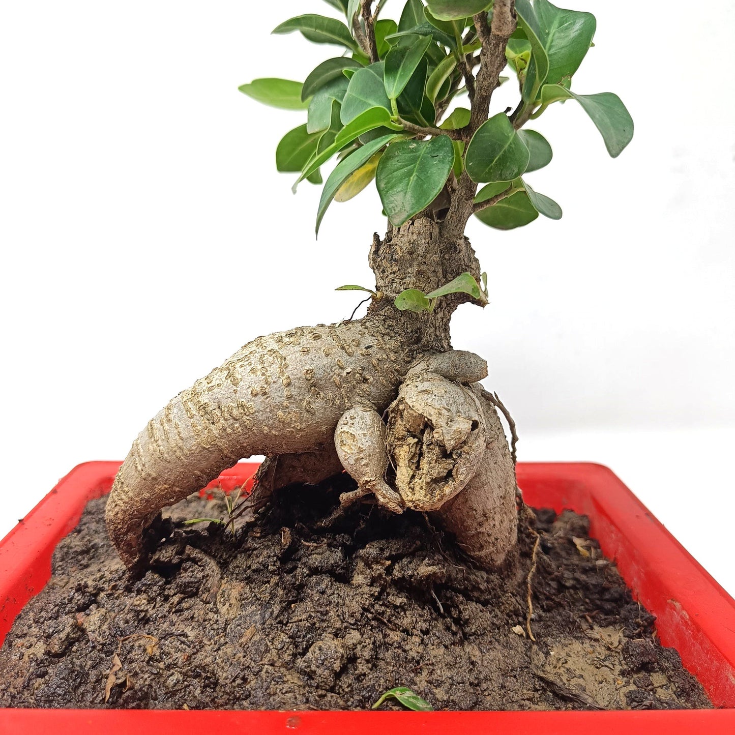 Bonsai- ficus microcarpa