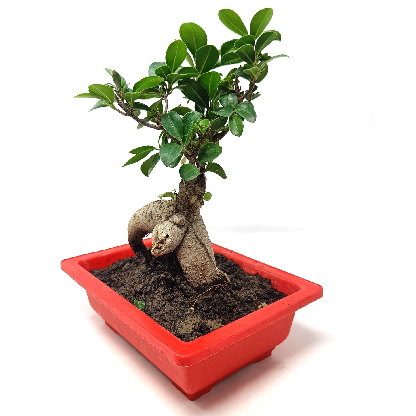 Bonsai- ficus microcarpa