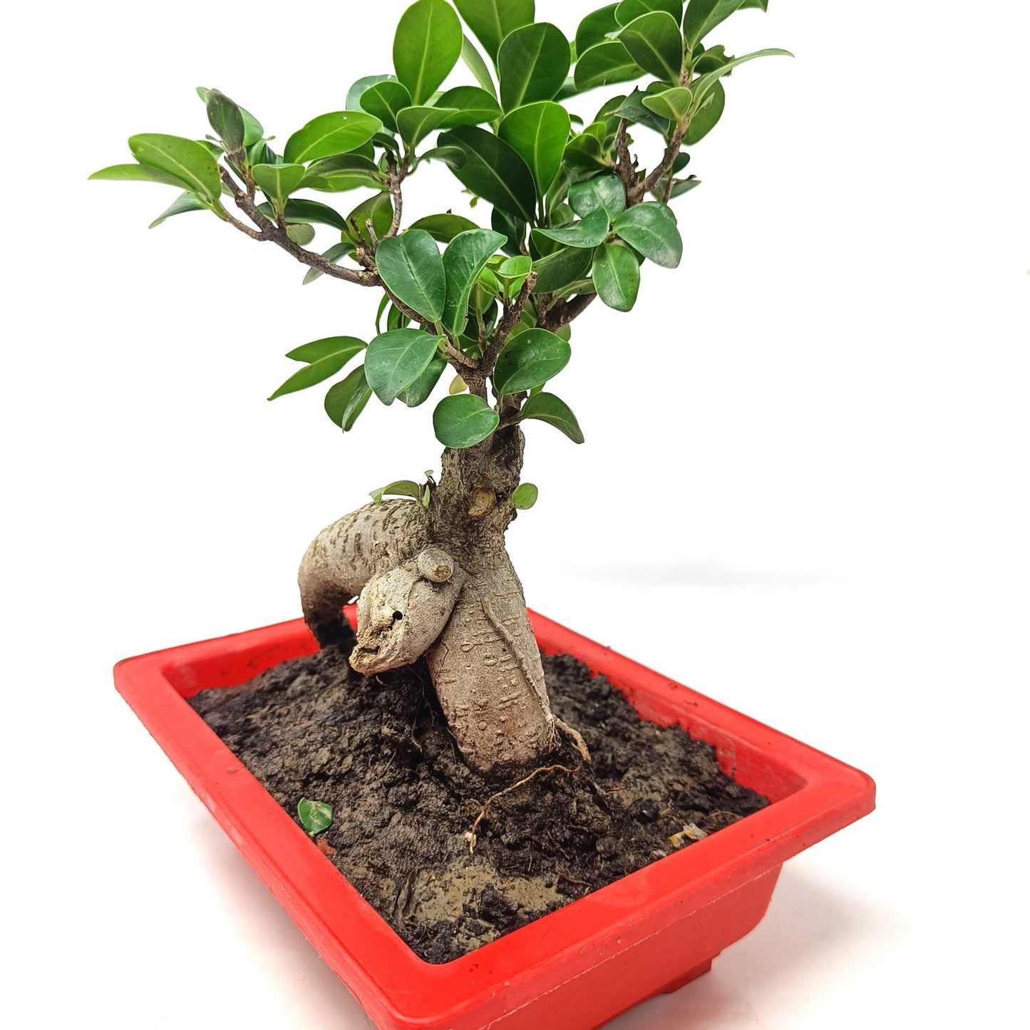Bonsai- ficus microcarpa