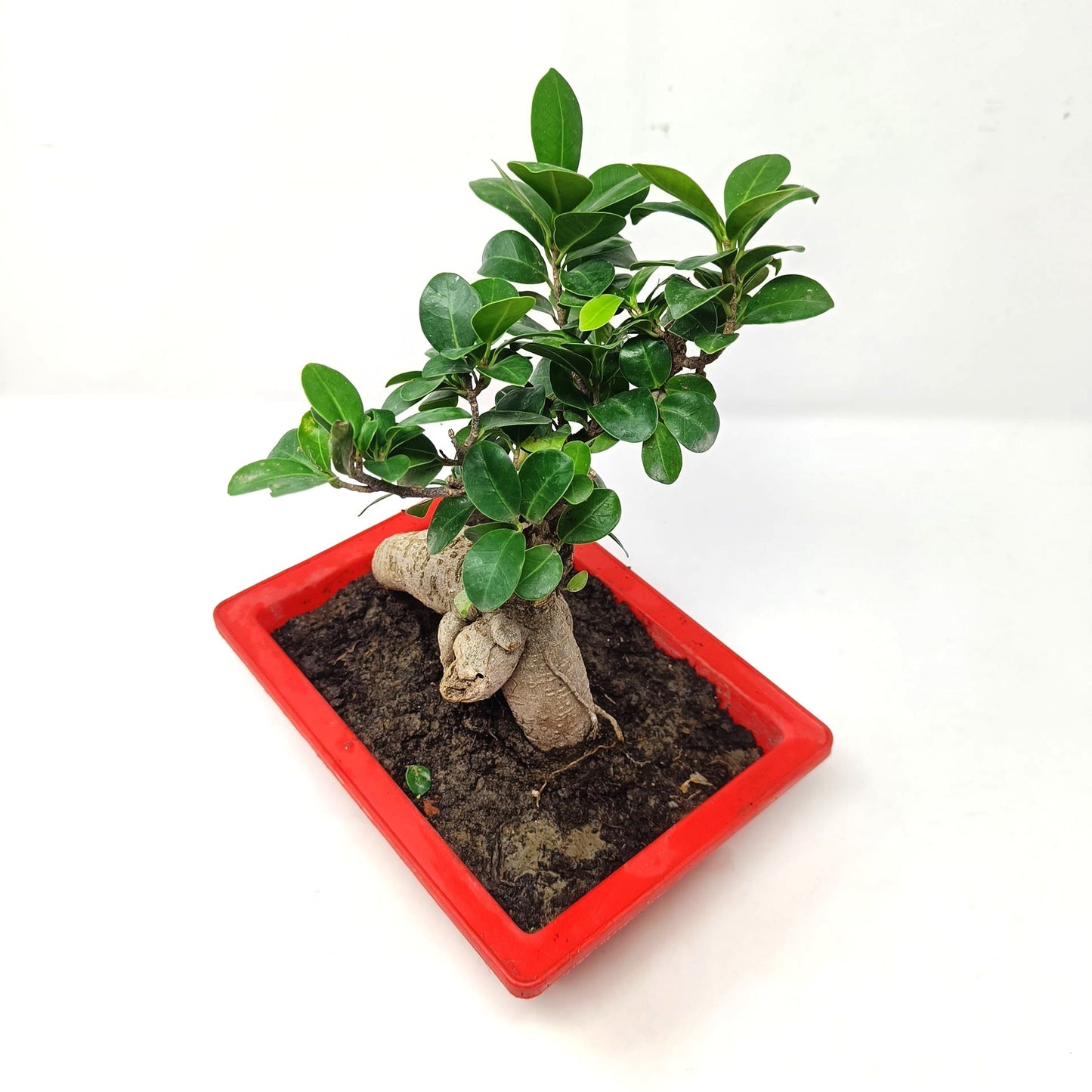 Bonsai- ficus microcarpa