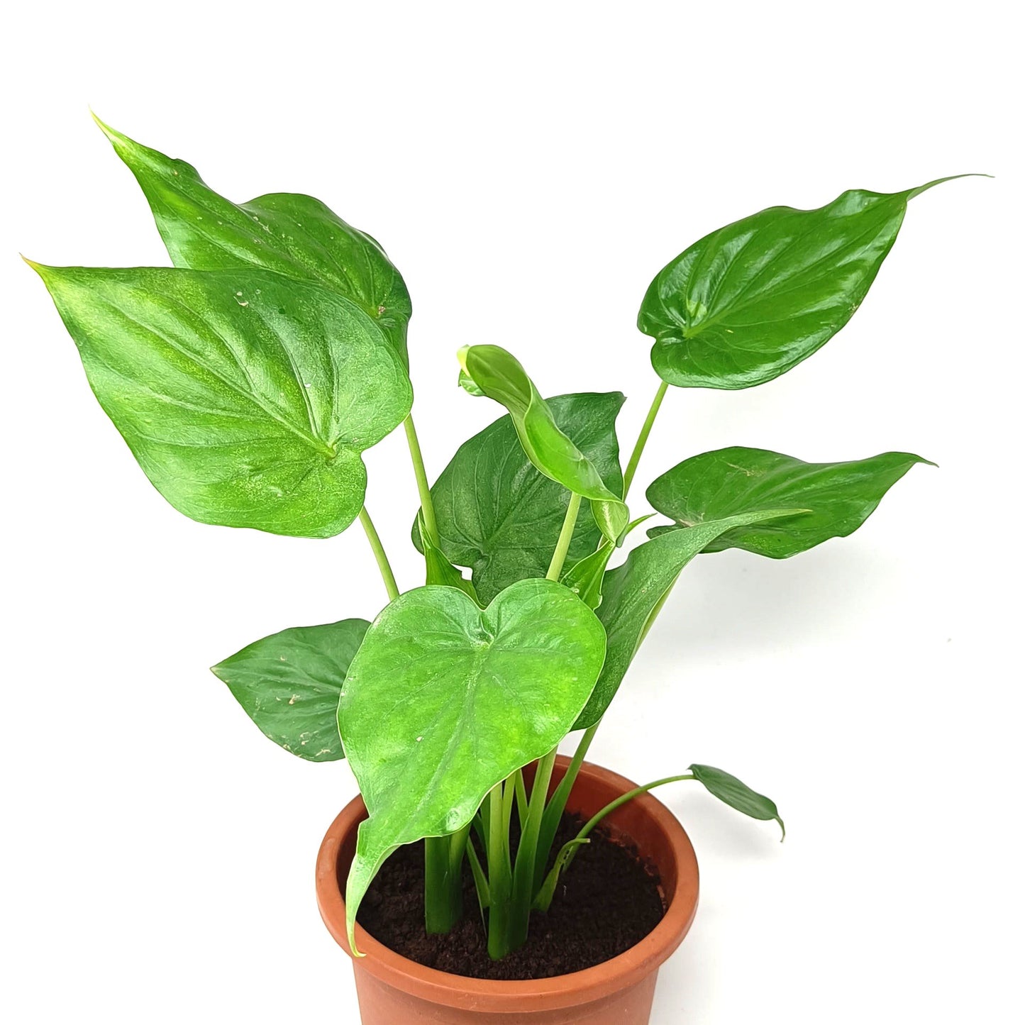 Alocasia cucullata