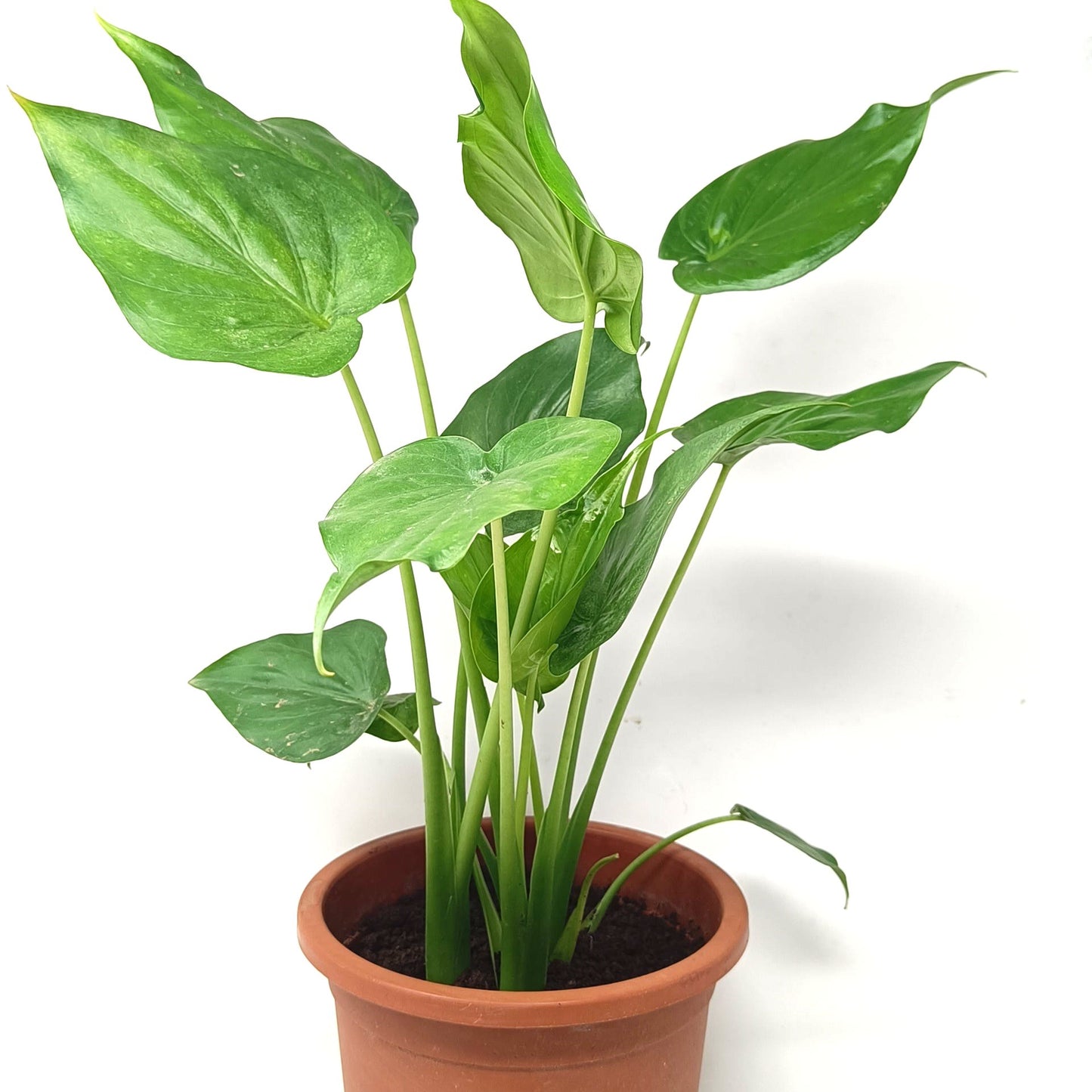 Alocasia cucullata
