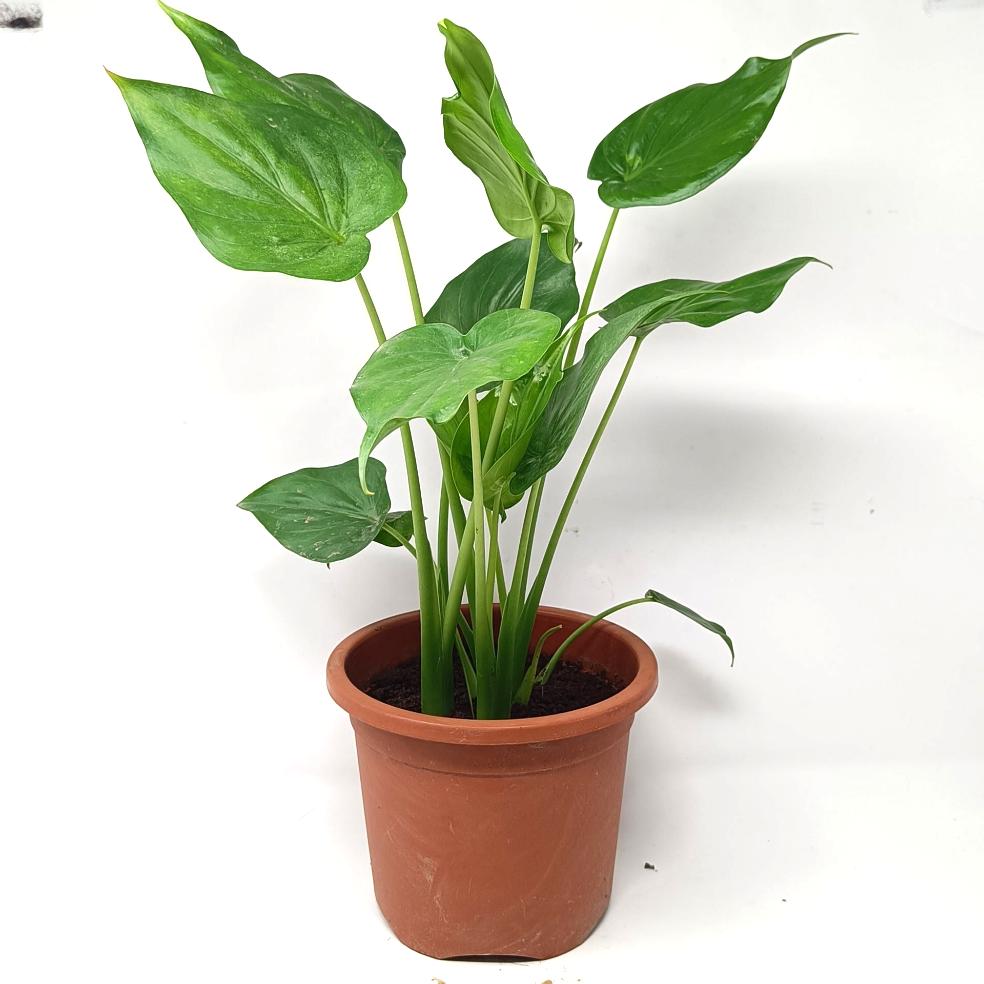 Alocasia cucullata